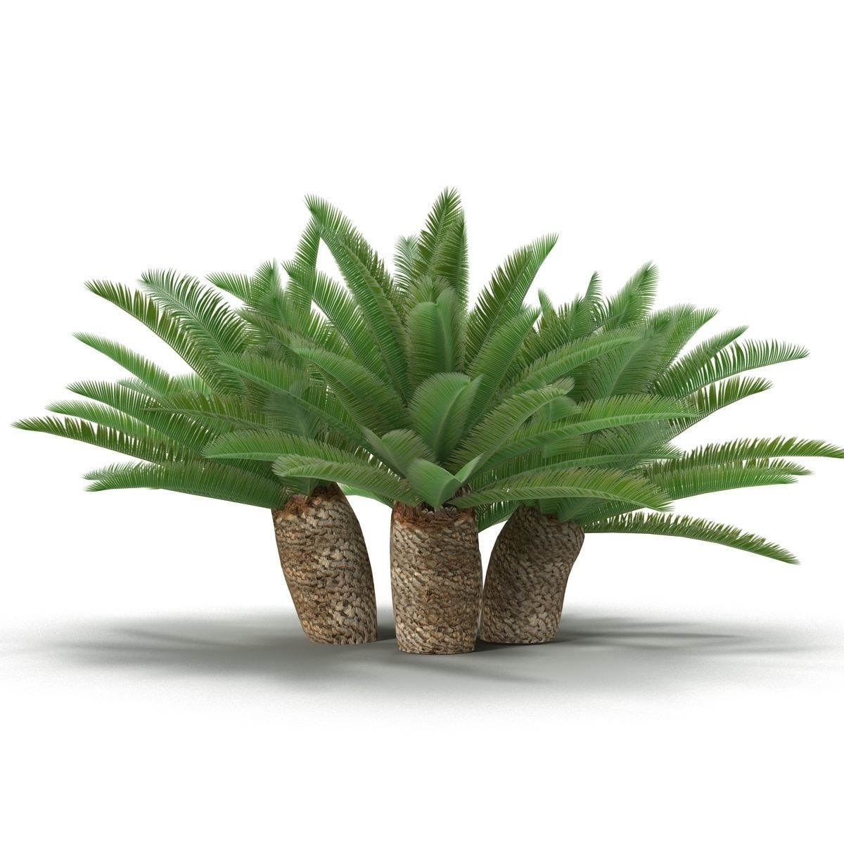 Cycas 1 cactus plant - cactus plant Low-poly 3D model_3
