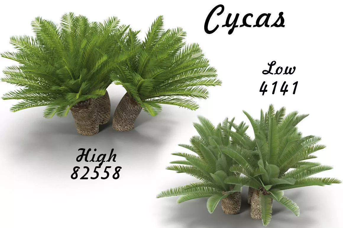 Cycas 1 cactus plant - cactus plant Low-poly 3D model_0