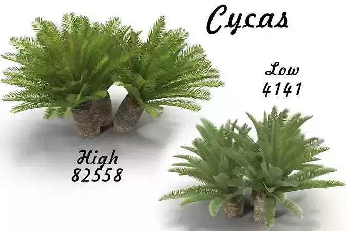 Cycas 1 cactus plant - cactus plant
