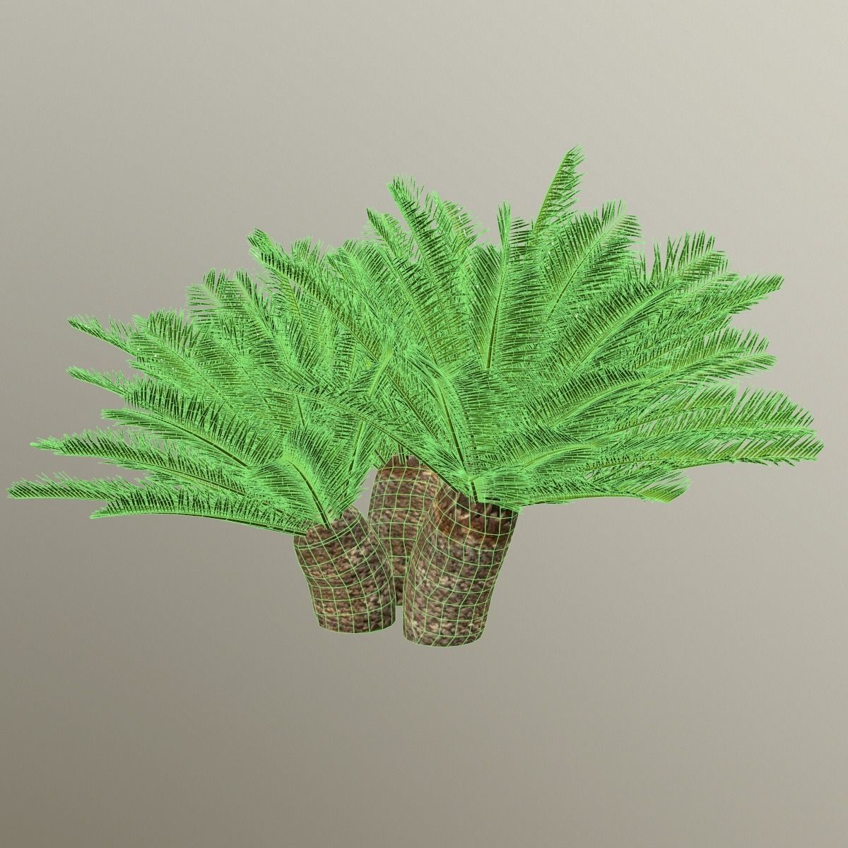 Cycas 1 cactus plant - cactus plant Low-poly 3D model_17