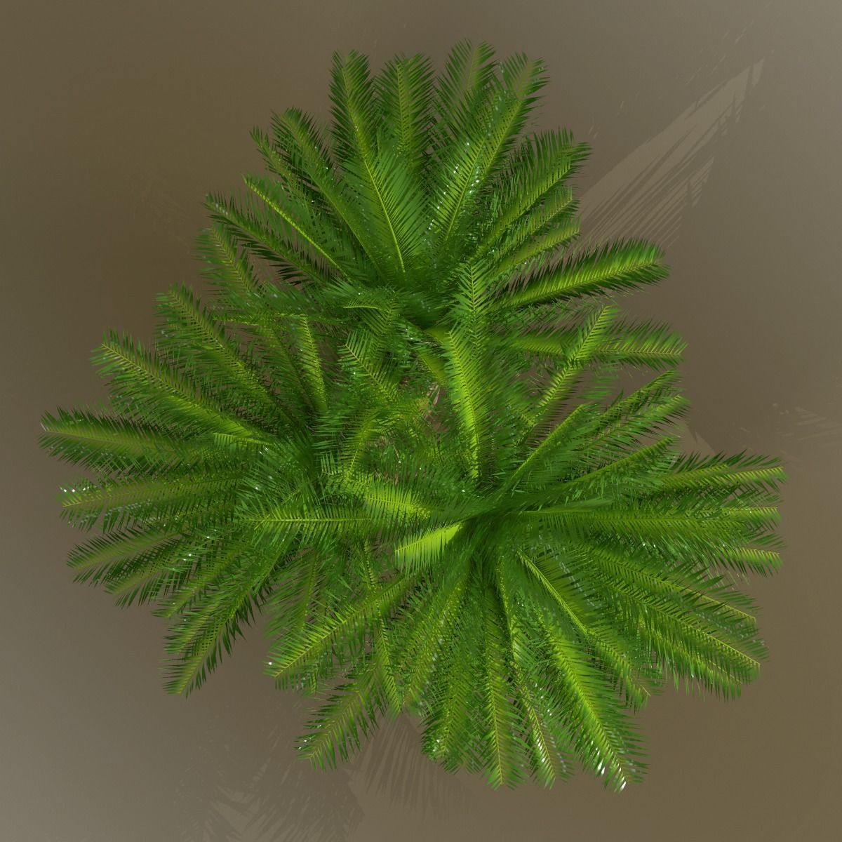 Cycas 1 cactus plant - cactus plant Low-poly 3D model_12