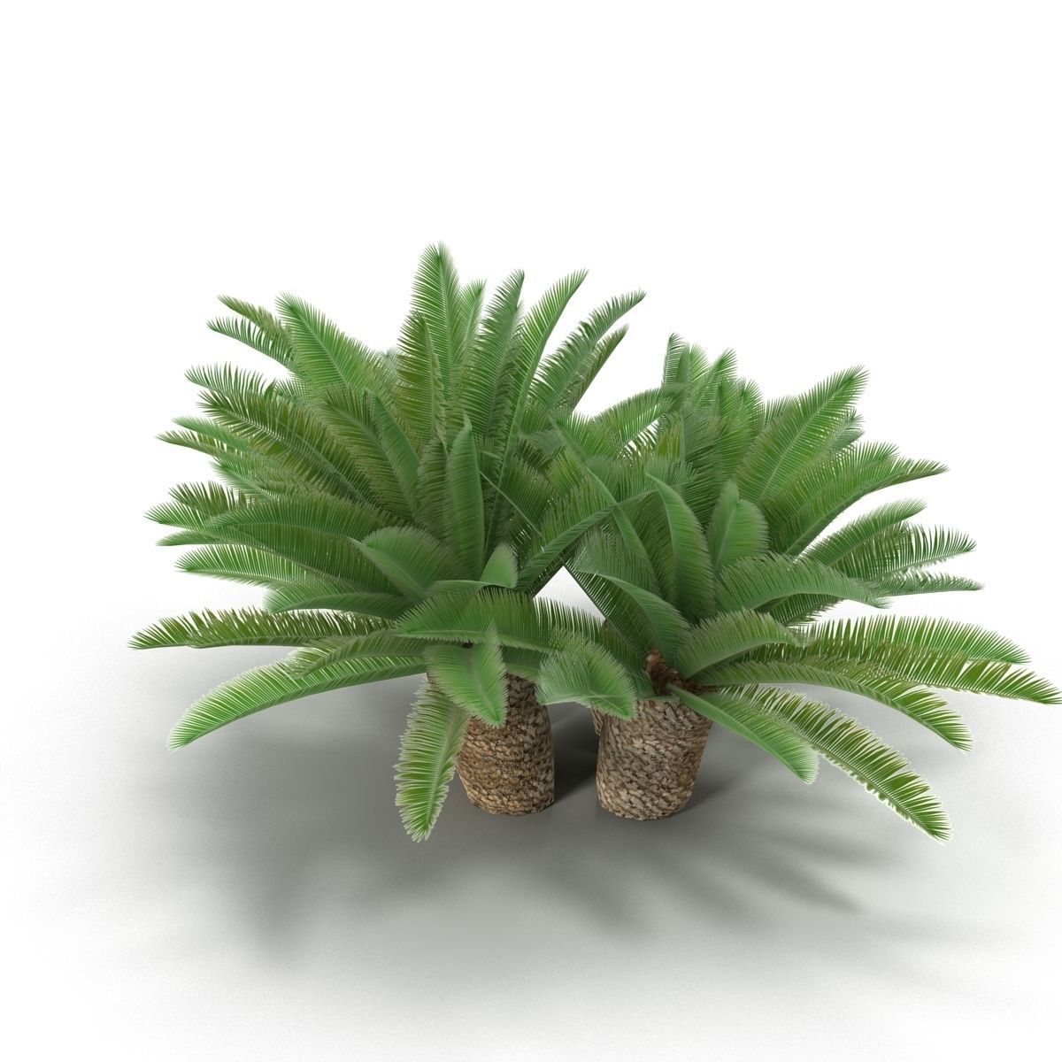 Cycas 1 cactus plant - cactus plant Low-poly 3D model_2