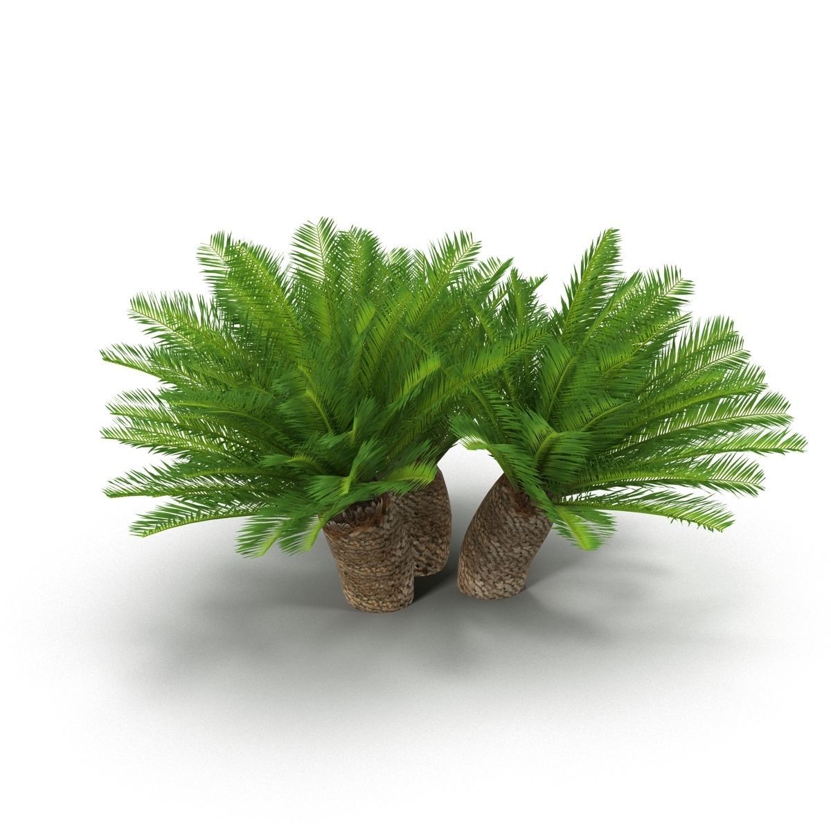Cycas 1 cactus plant - cactus plant Low-poly 3D model_7