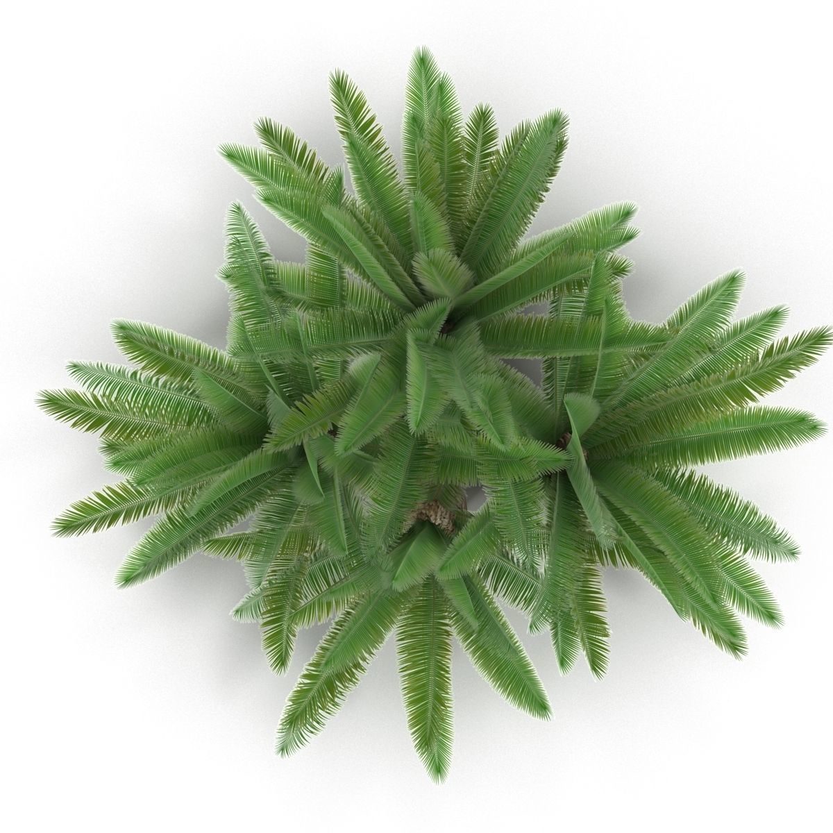 Cycas 1 cactus plant - cactus plant Low-poly 3D model_4