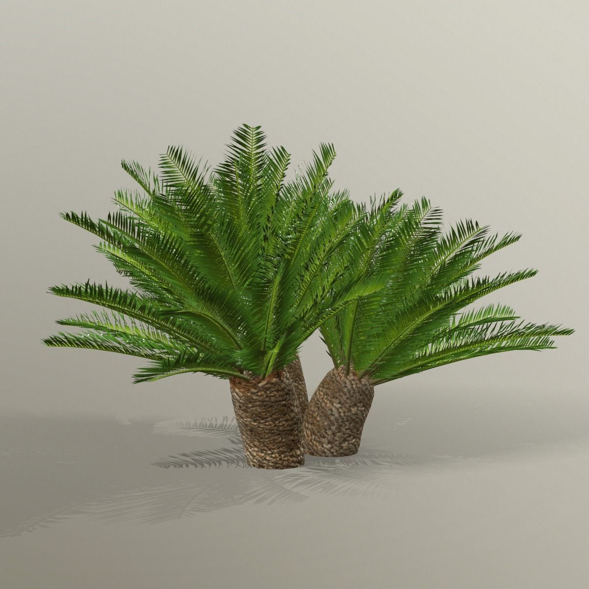 Cycas 1 cactus plant - cactus plant Low-poly 3D model_6