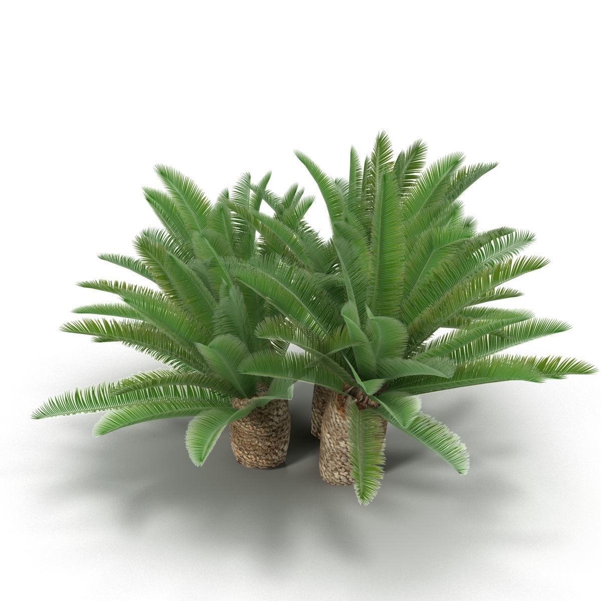 Cycas 1 cactus plant - cactus plant Low-poly 3D model_1