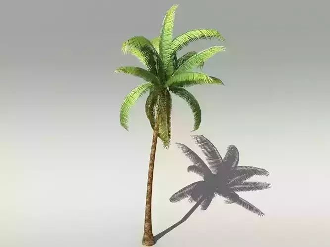 Palm Tree  Low-poly 3D model