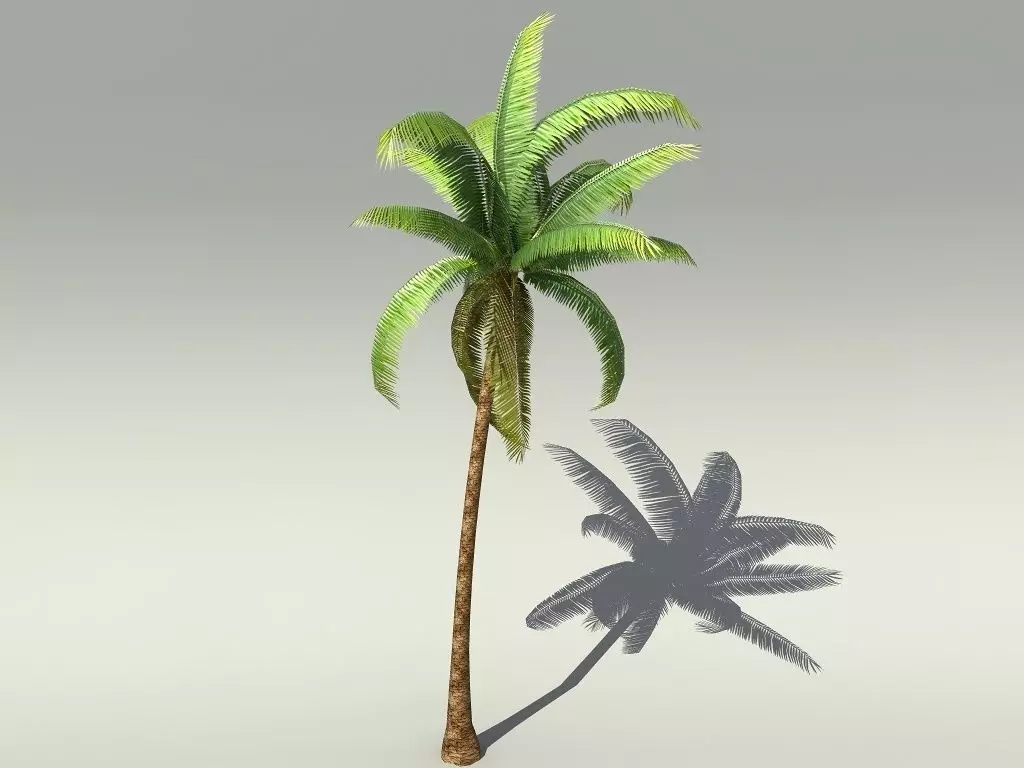 Palm Tree  Low-poly 3D model_0