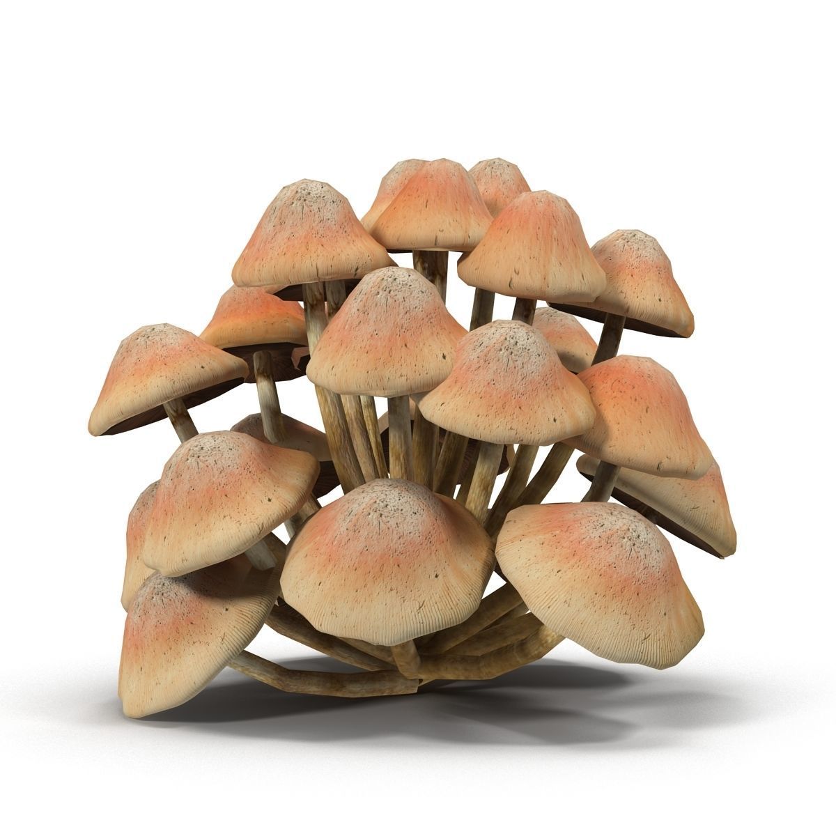 Mushrooms Low-poly 3D model_7