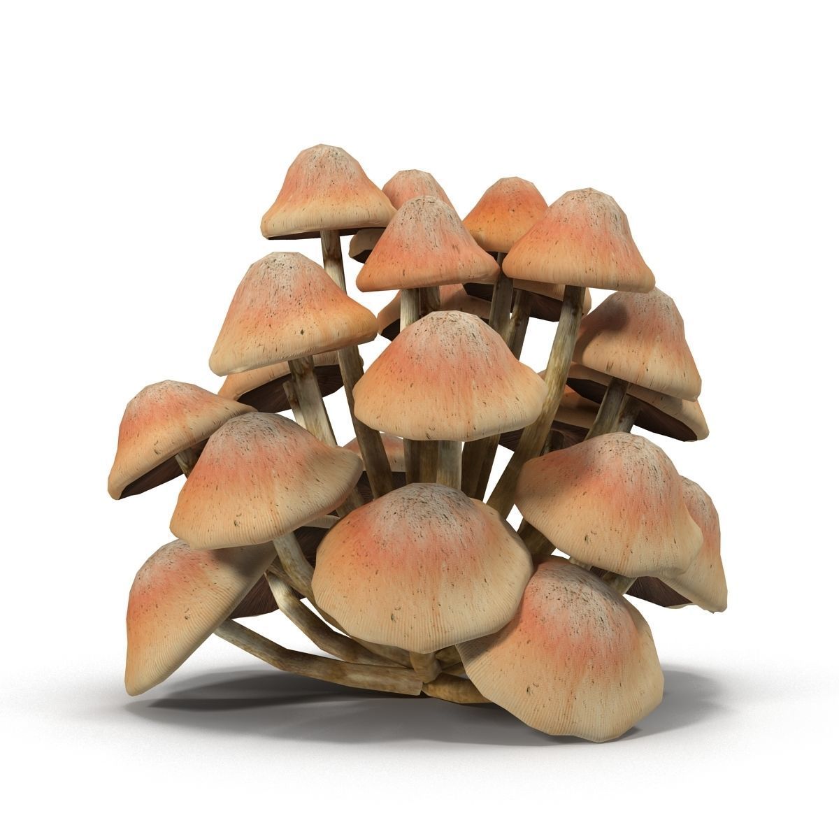 Mushrooms Low-poly 3D model_3