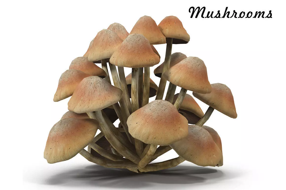 Mushrooms Low-poly 3D model_0