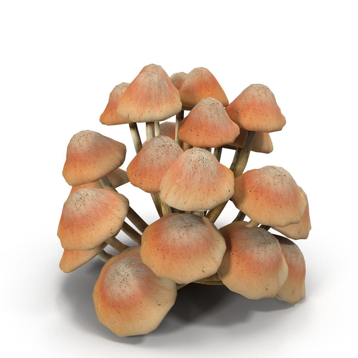 Mushrooms Low-poly 3D model_4