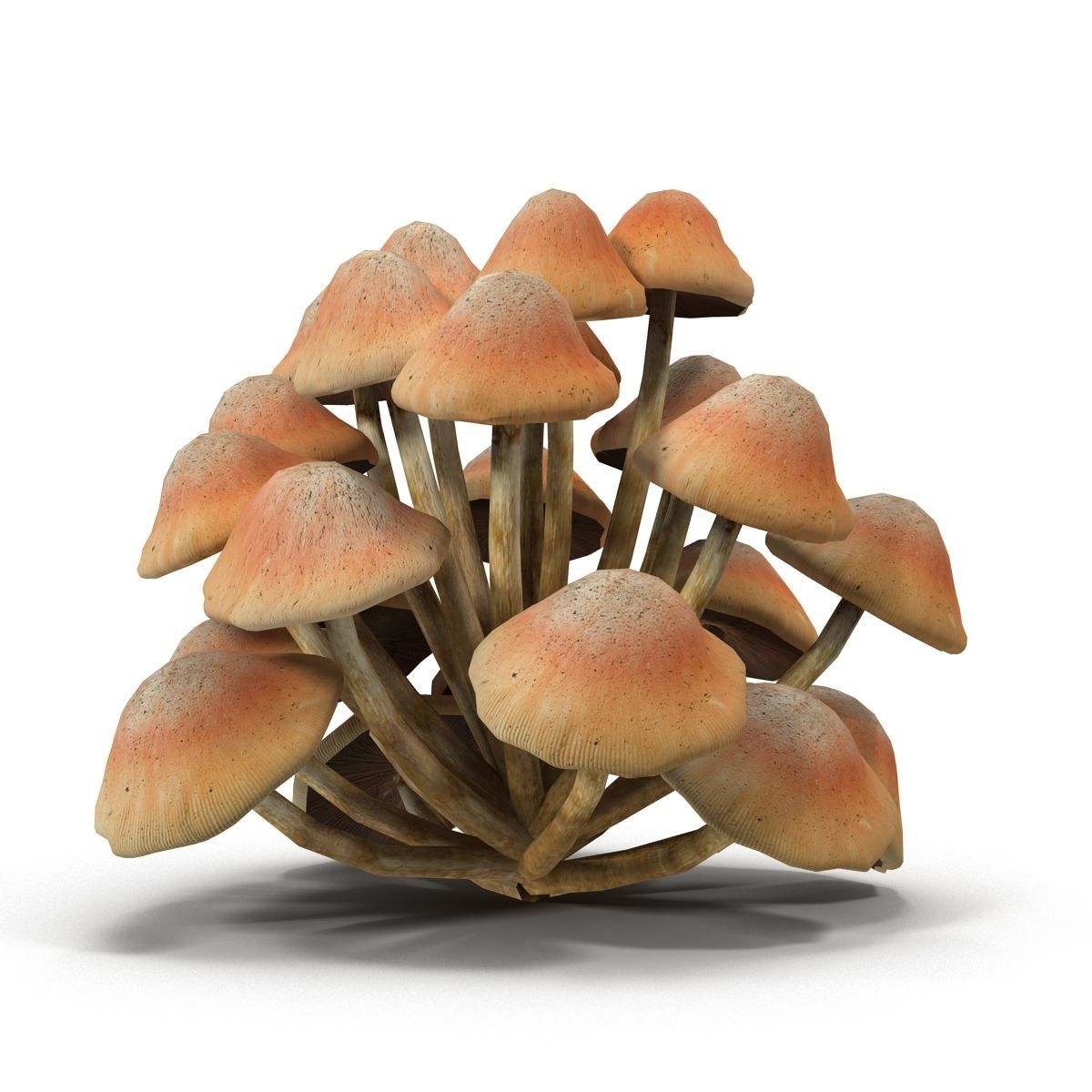 Mushrooms Low-poly 3D model_2