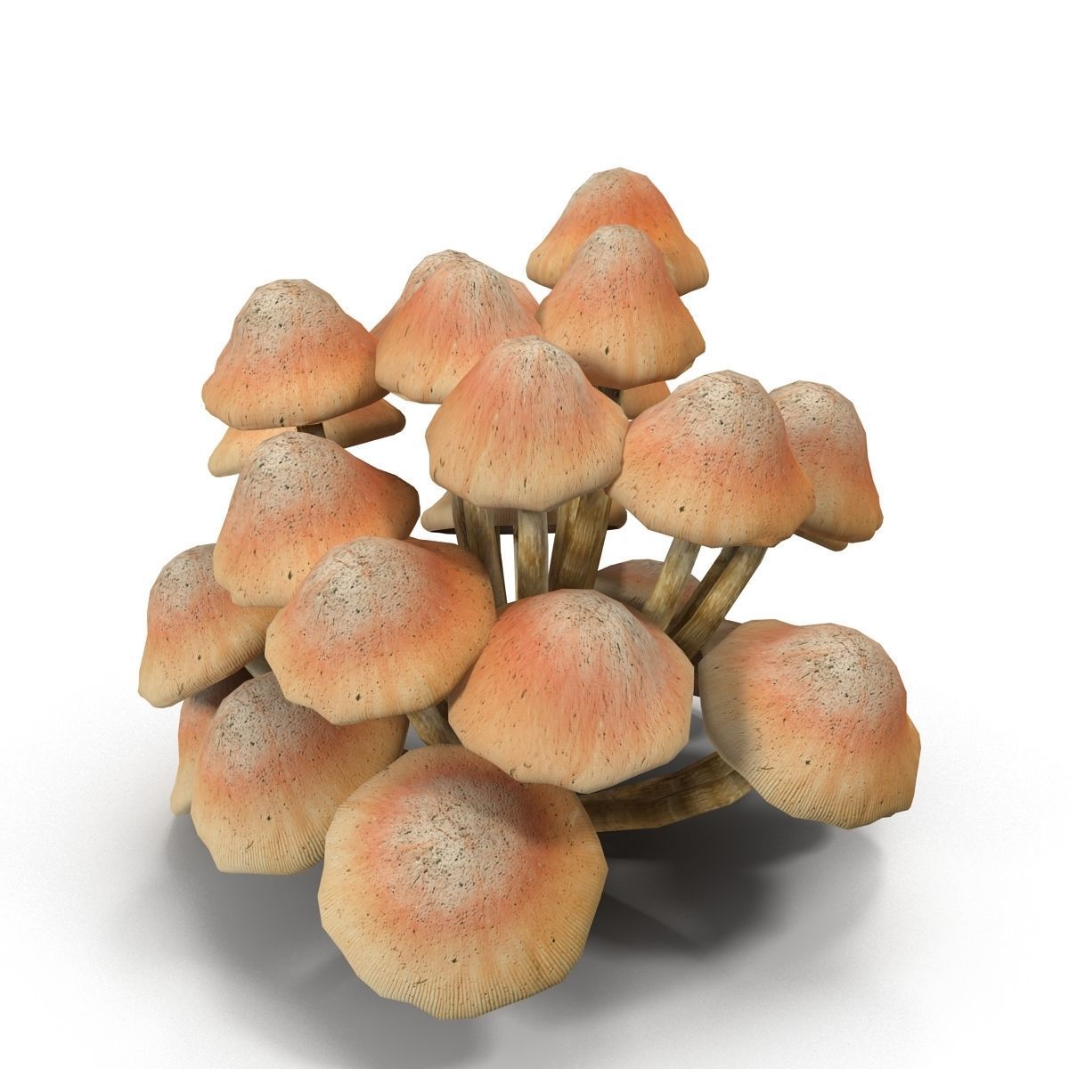 Mushrooms Low-poly 3D model_5