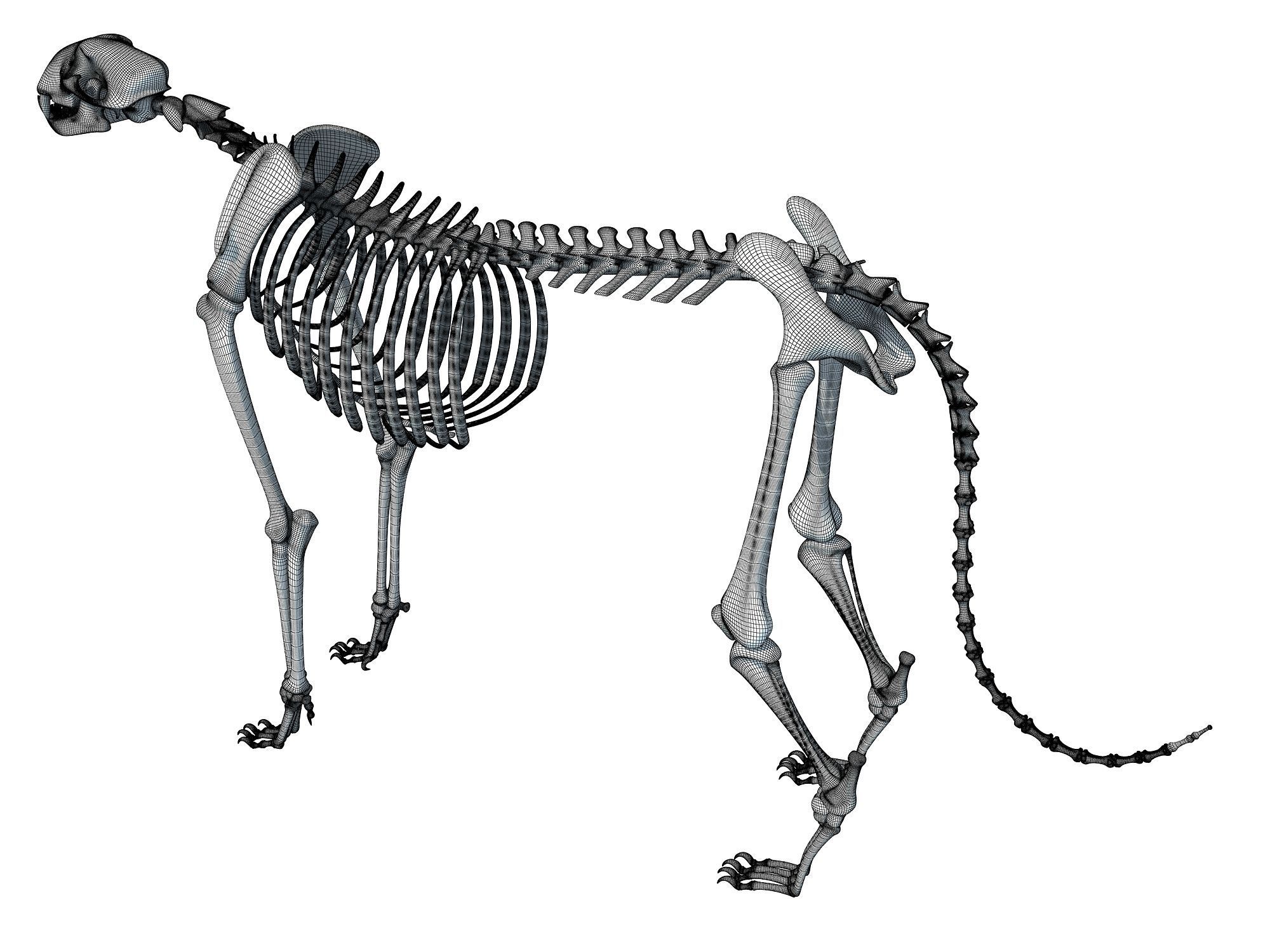 Cheetah Skeleton 3D model_16