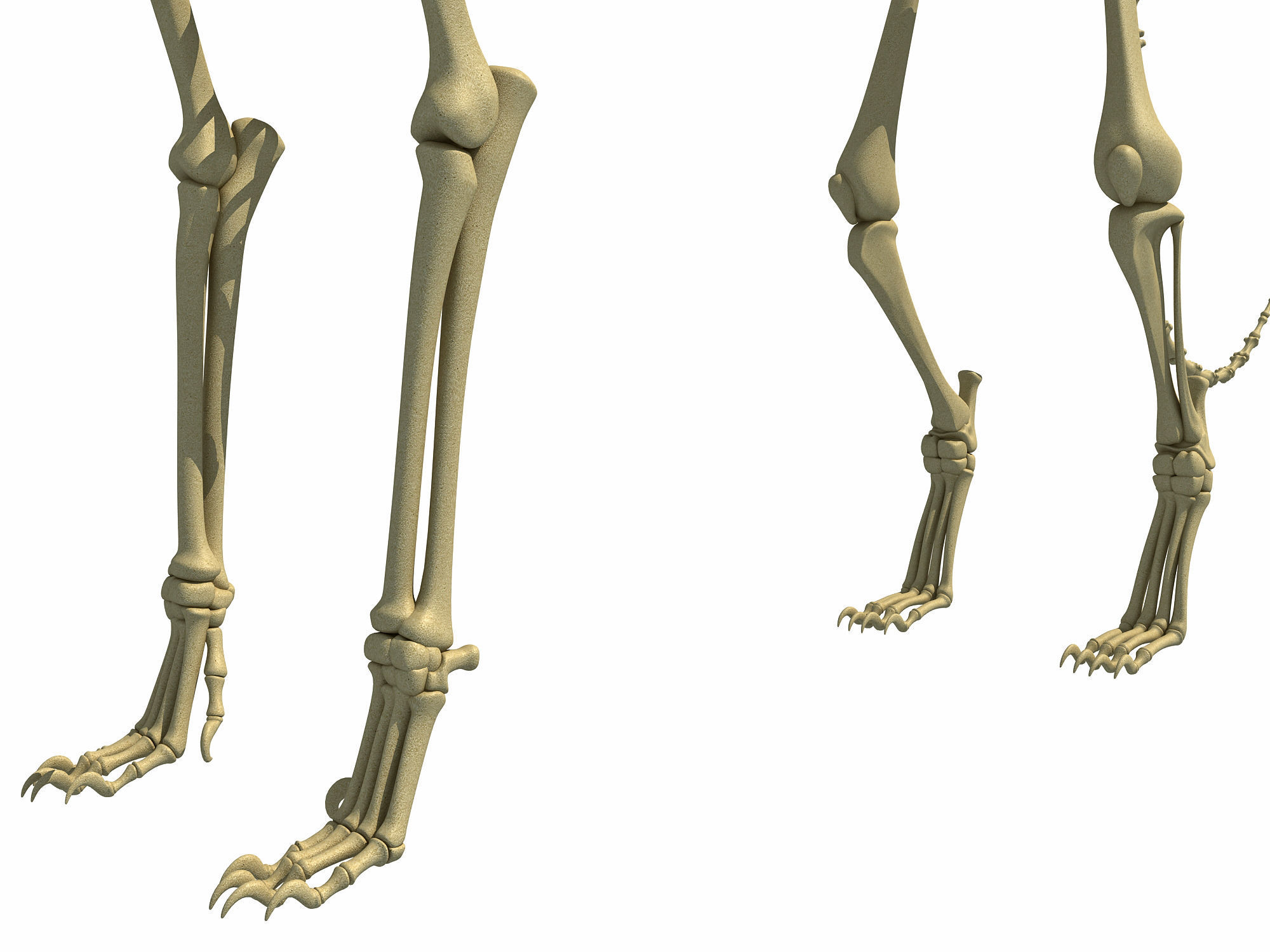 Cheetah Skeleton 3D model_12