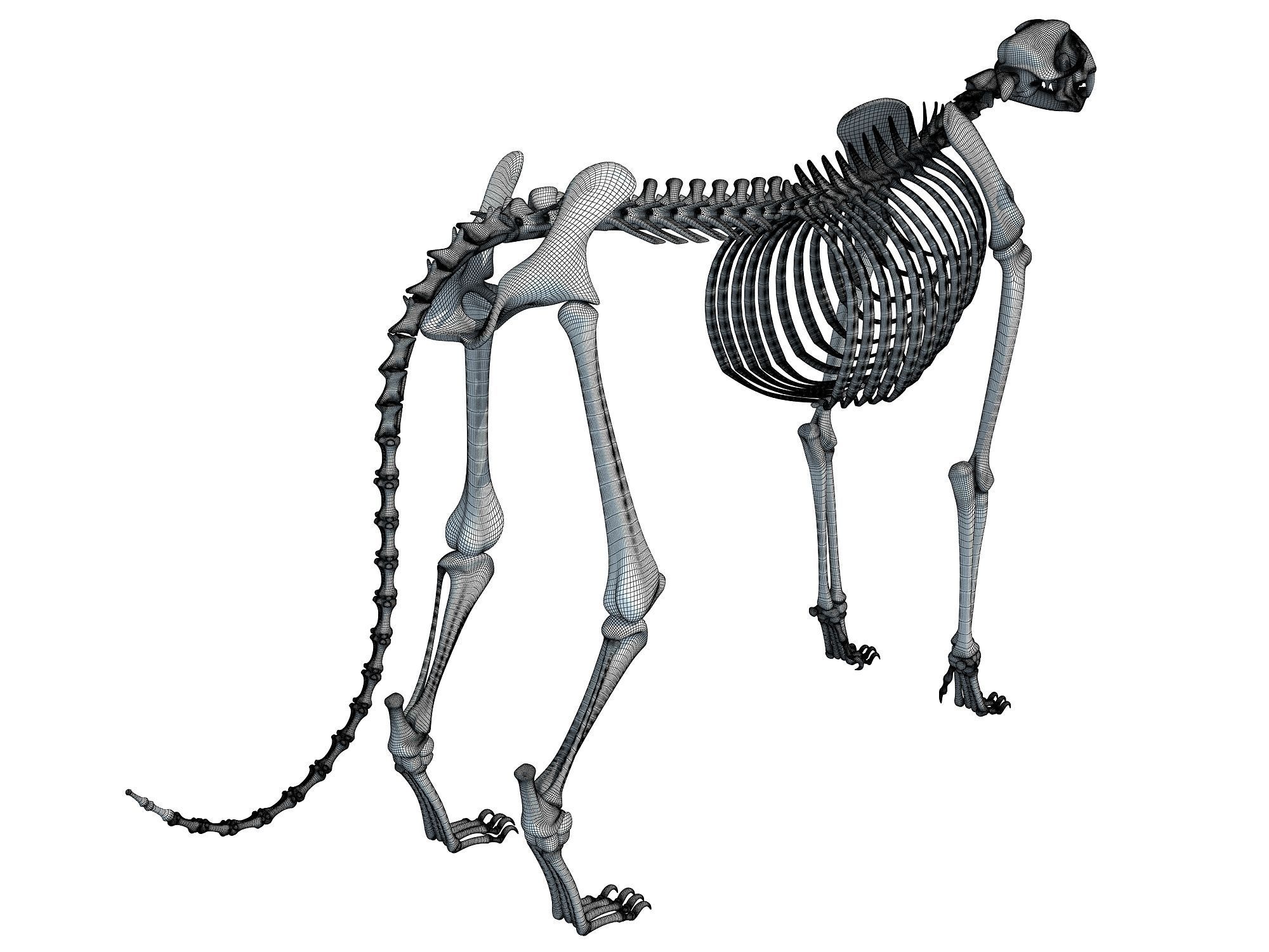 Cheetah Skeleton 3D model_19