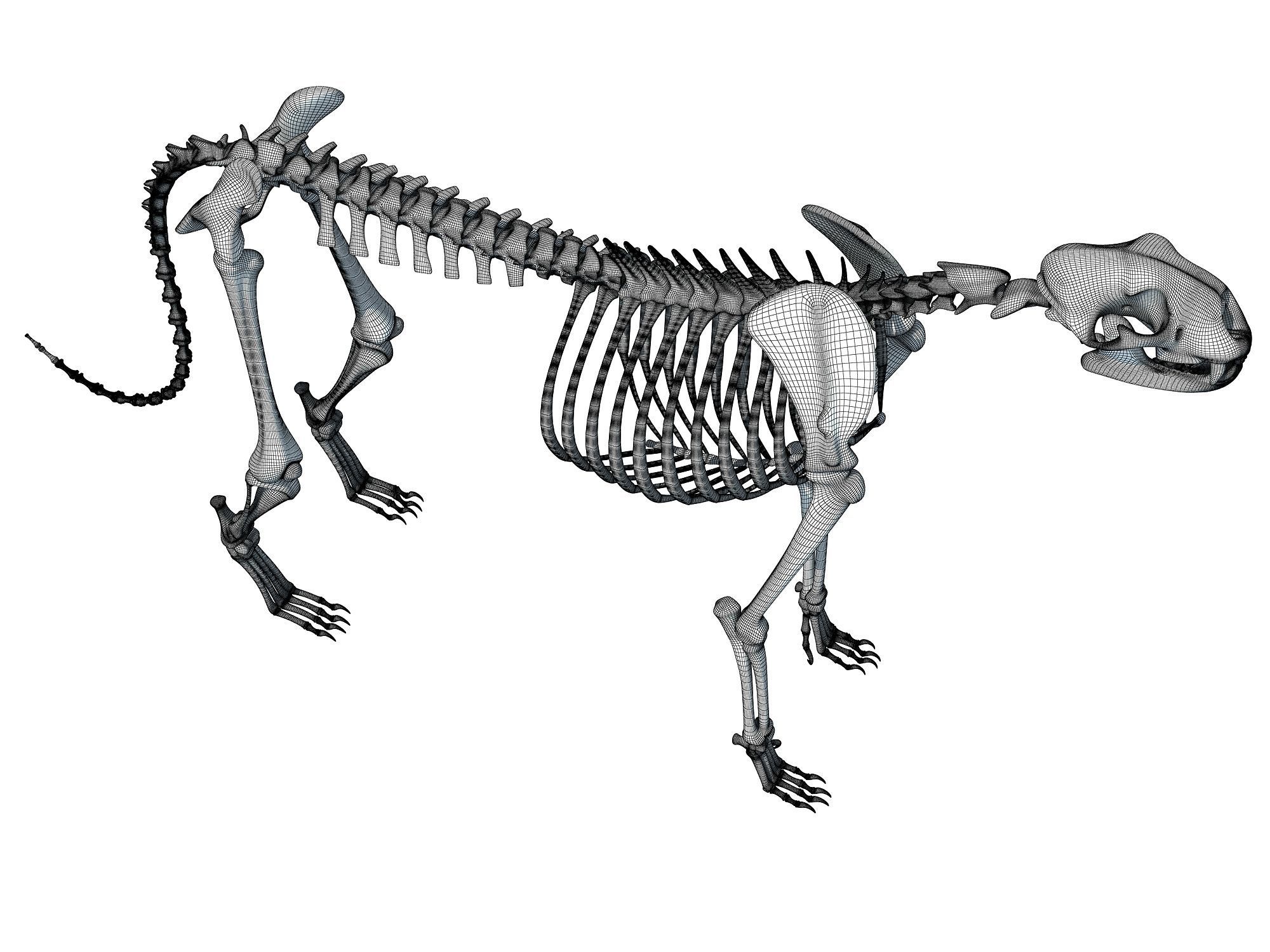 Cheetah Skeleton 3D model_20