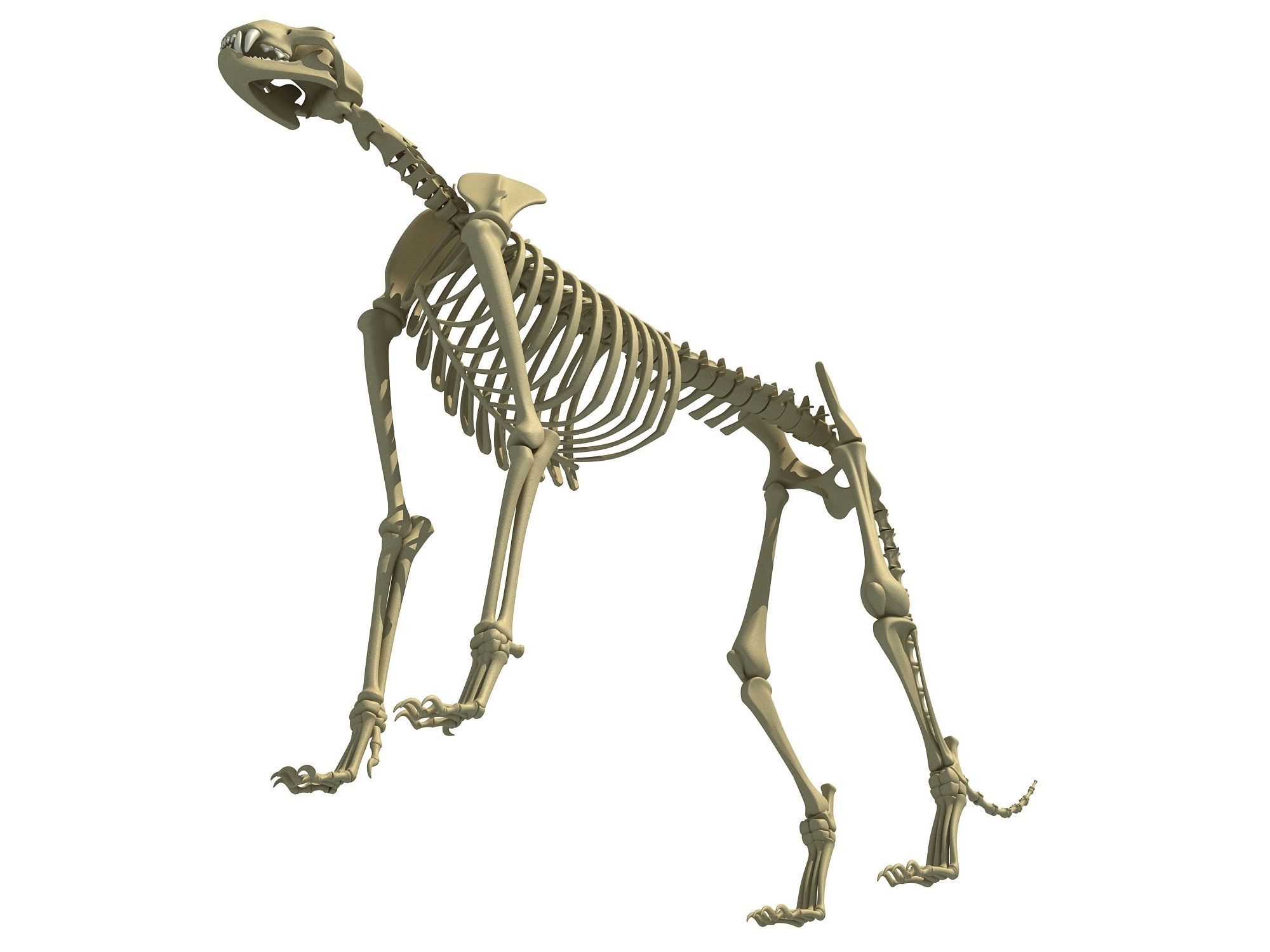 Cheetah Skeleton 3D model_9