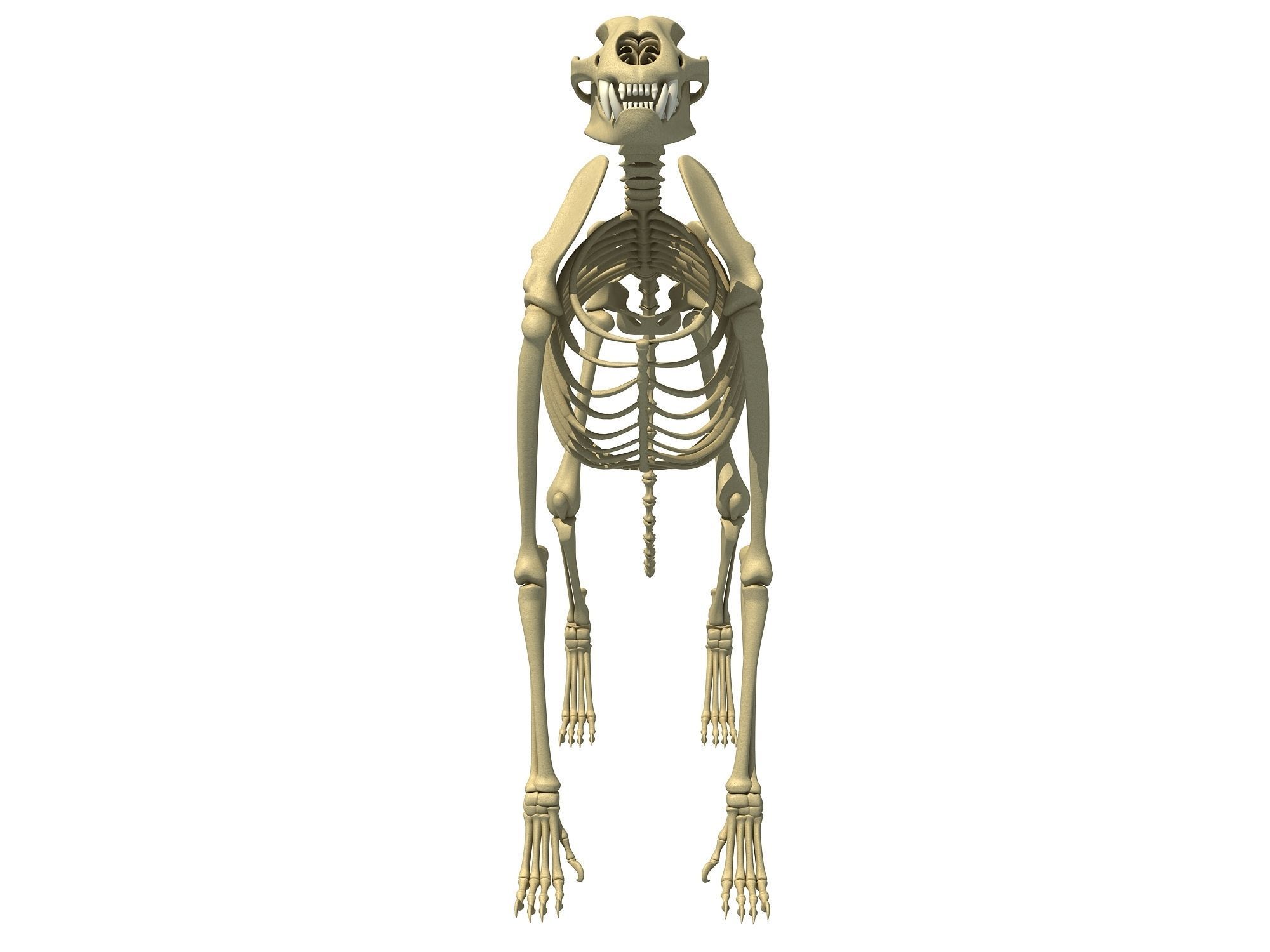 Cheetah Skeleton 3D model_7
