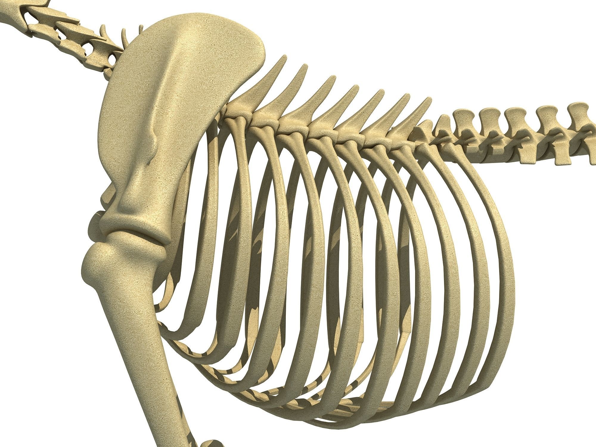 Cheetah Skeleton 3D model_13