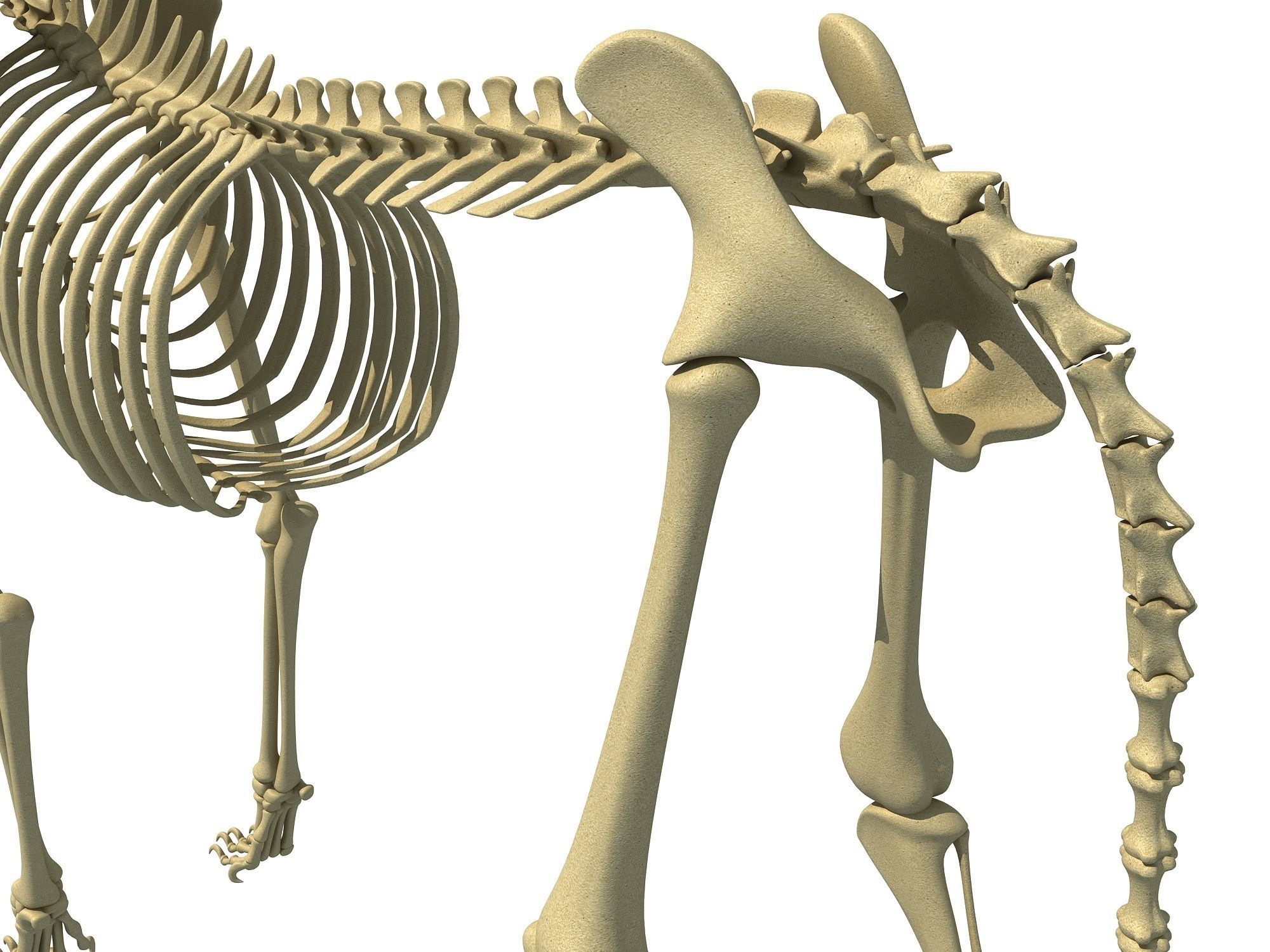 Cheetah Skeleton 3D model_11