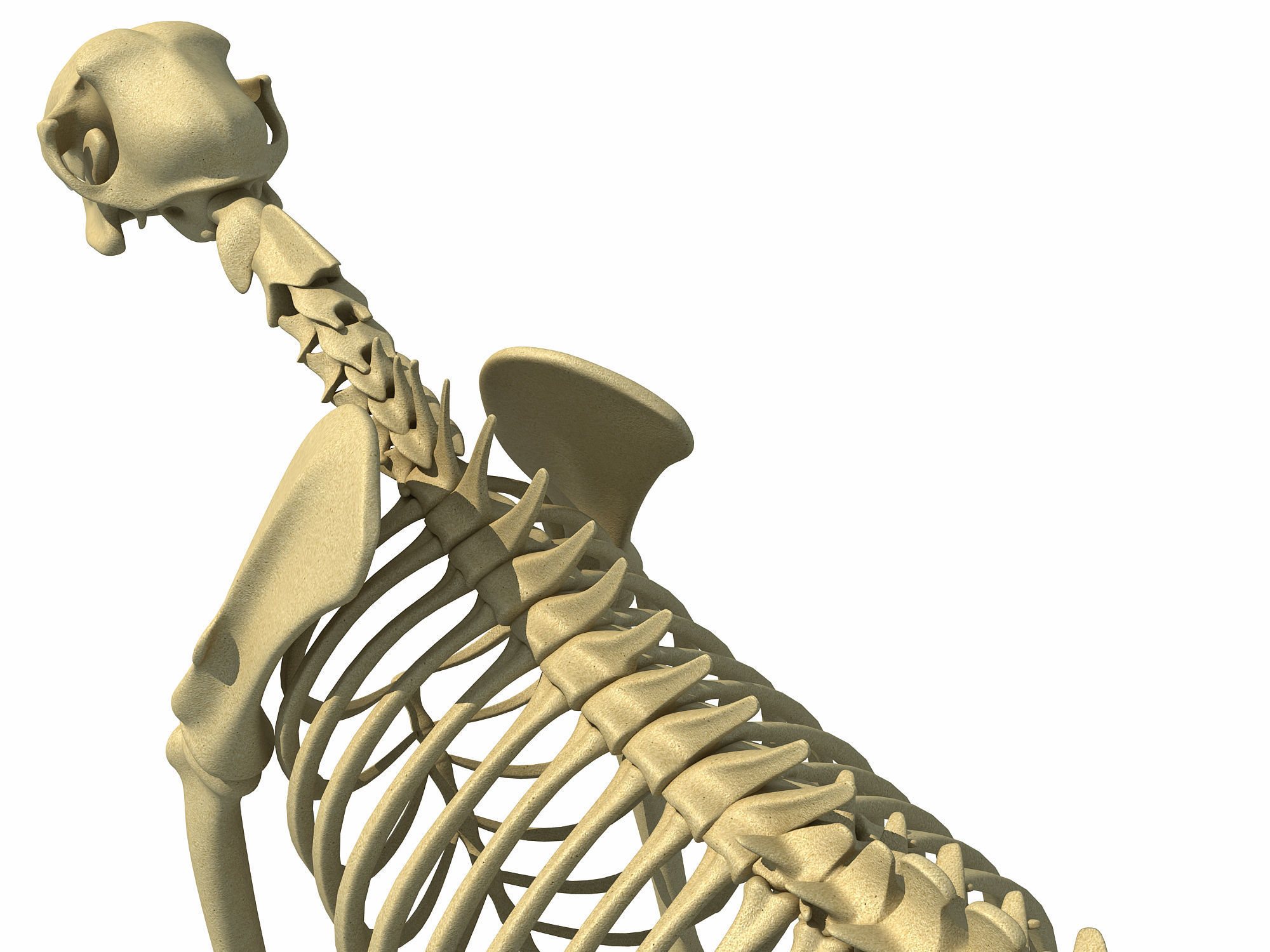 Cheetah Skeleton 3D model_14