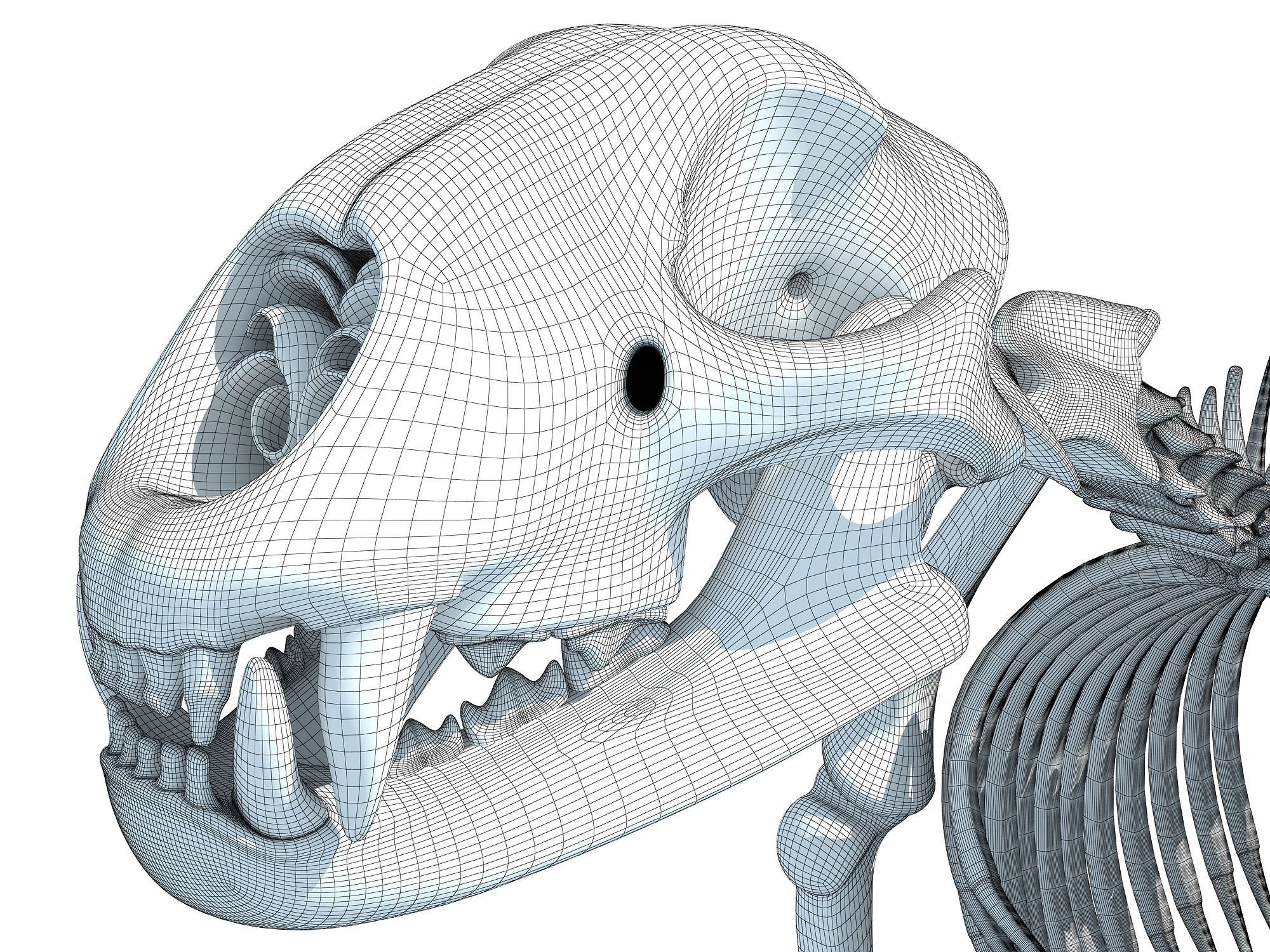 Cheetah Skeleton 3D model_21