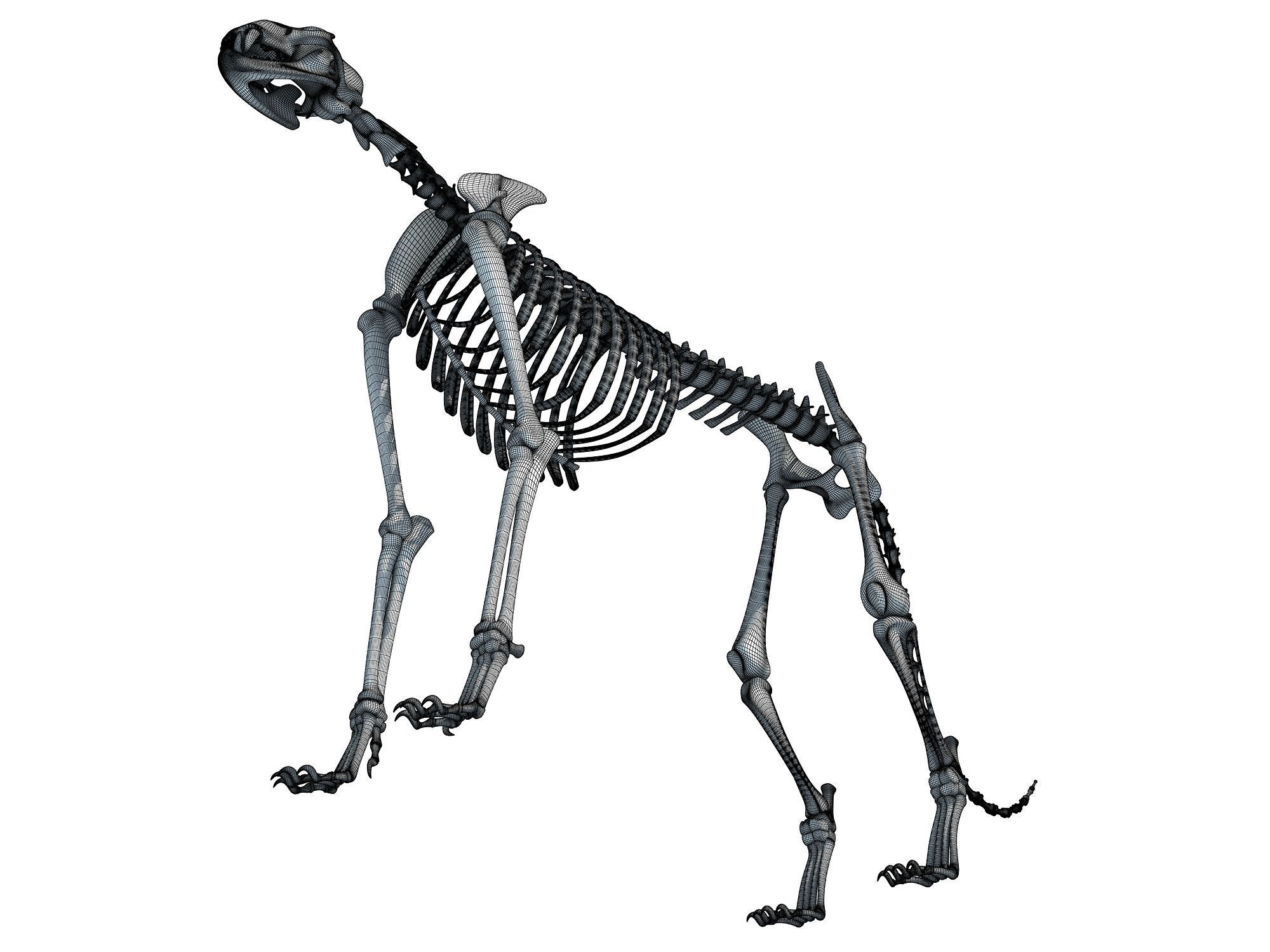 Cheetah Skeleton 3D model_18