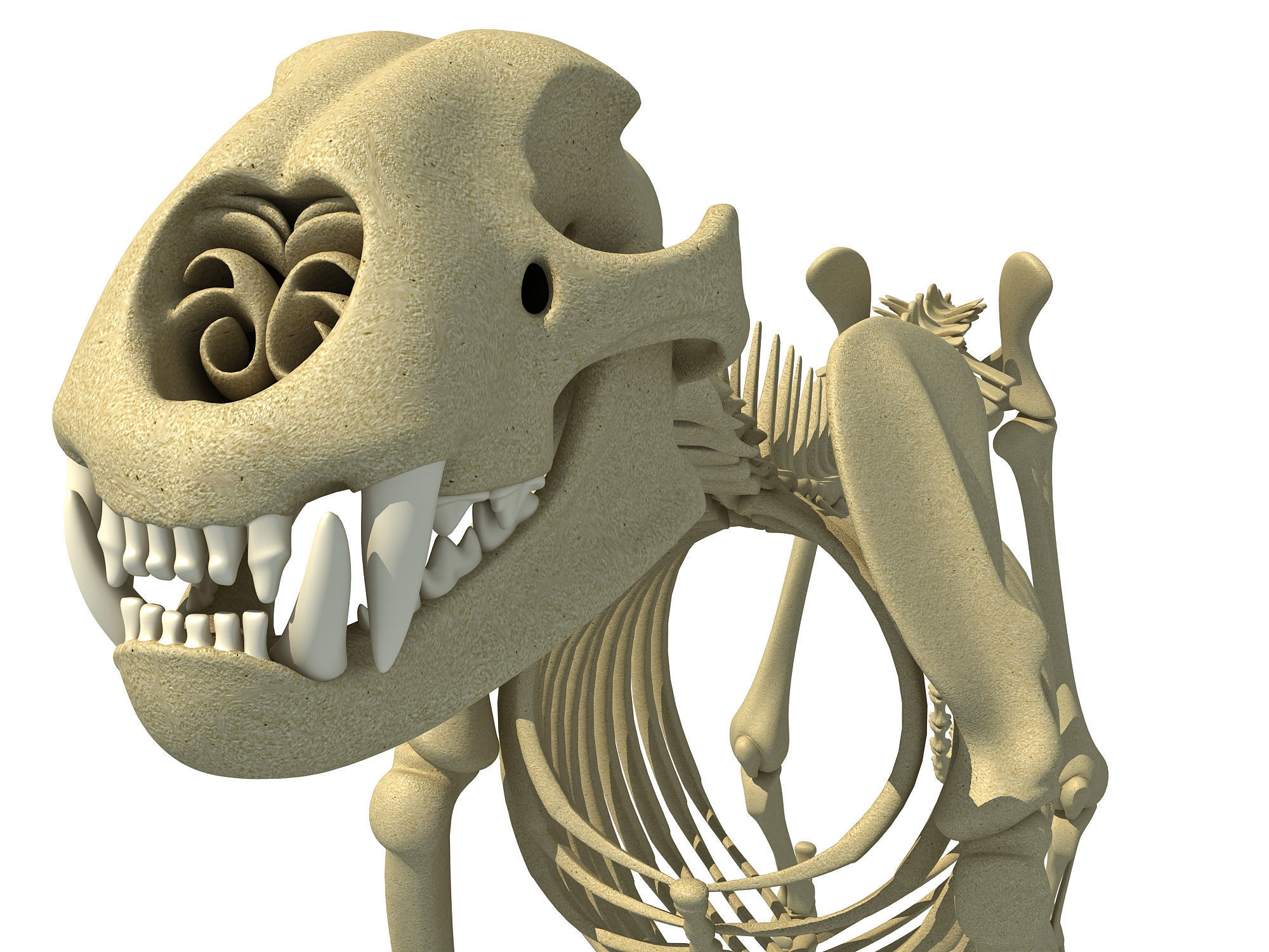 Cheetah Skeleton 3D model_10