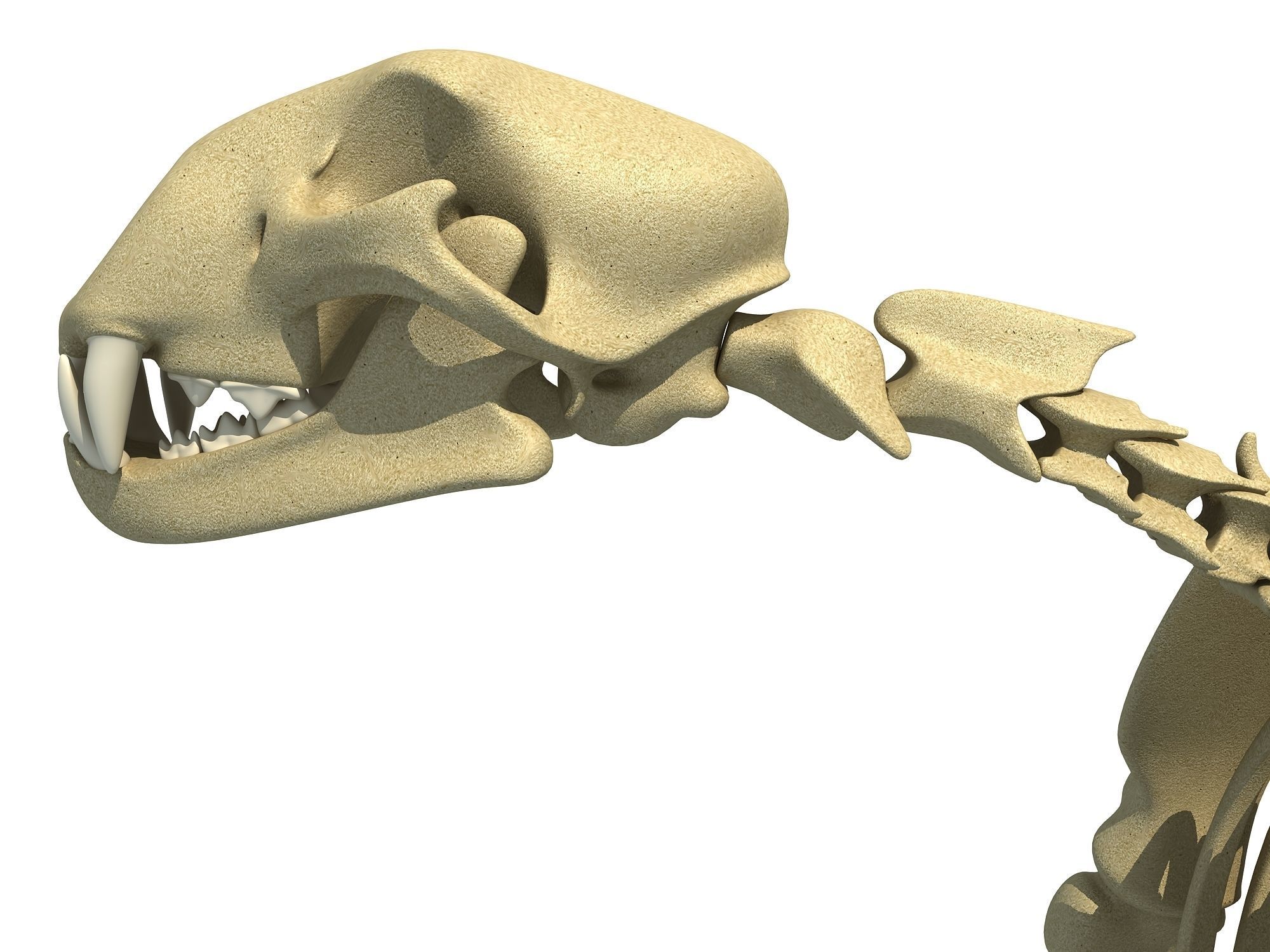 Cheetah Skeleton 3D model_15