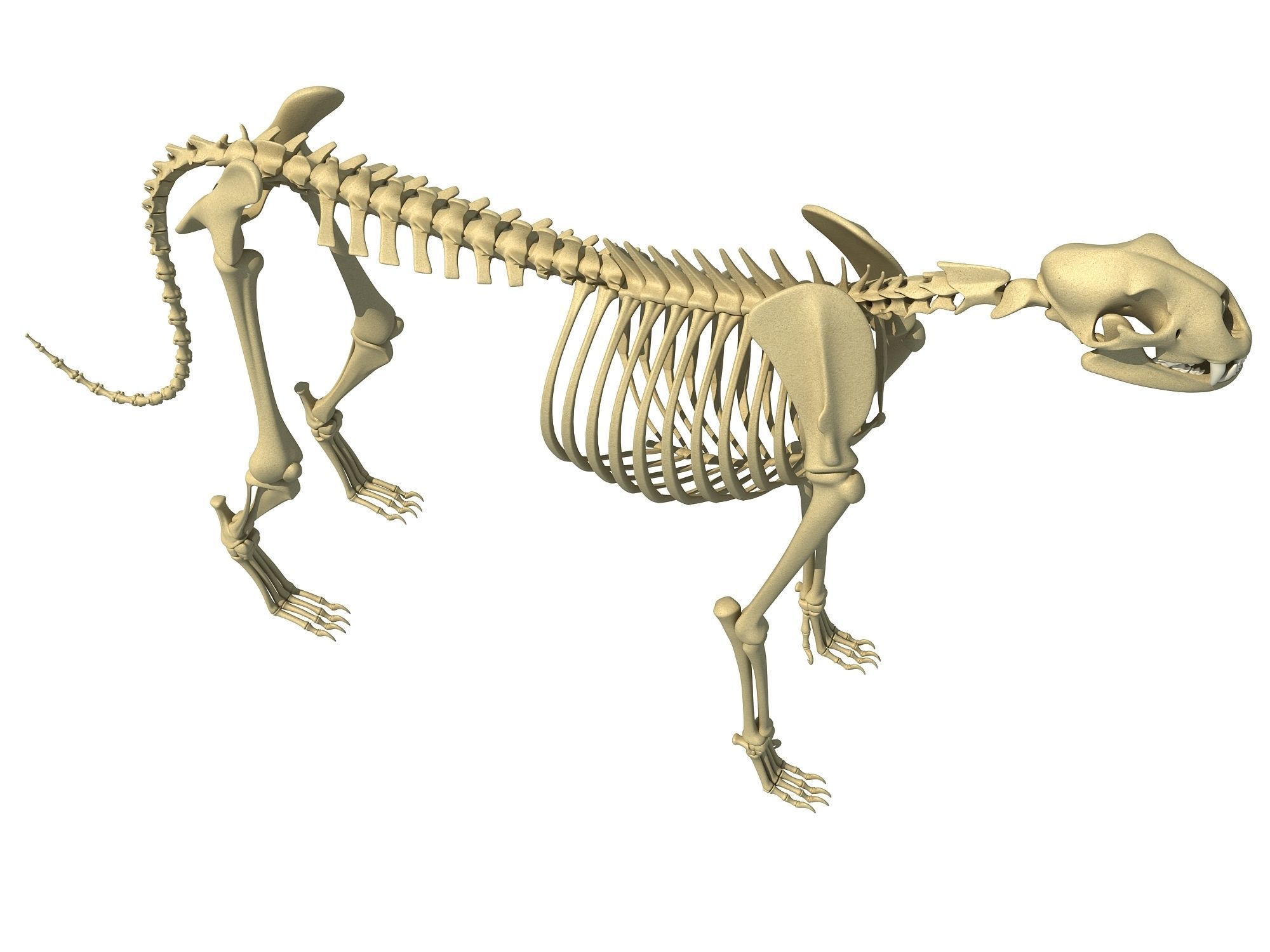 Cheetah Skeleton 3D model_4