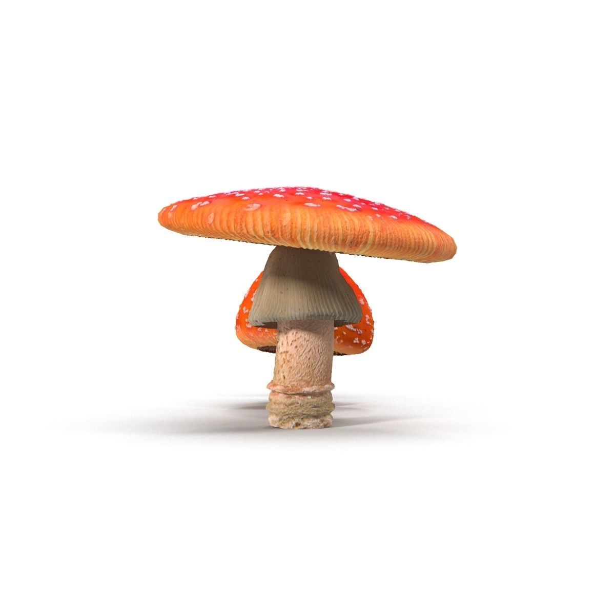 Amanita group of mushrooms Low-poly 3D model_4