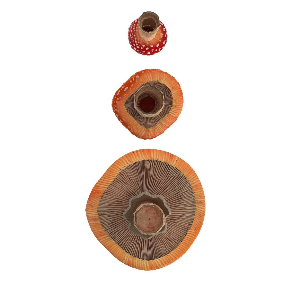 Amanita group of mushrooms Low-poly 3D model_8