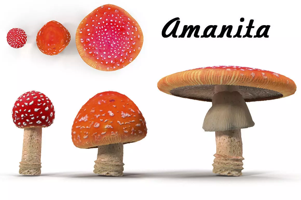 Amanita group of mushrooms Low-poly 3D model_0