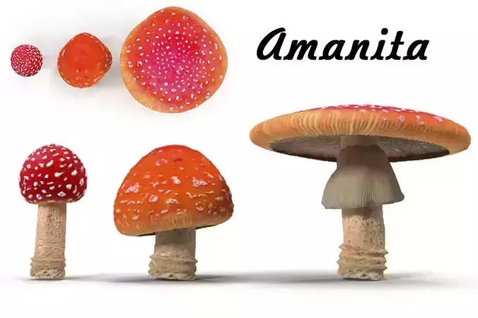 Amanita group of mushrooms Low-poly 3D model