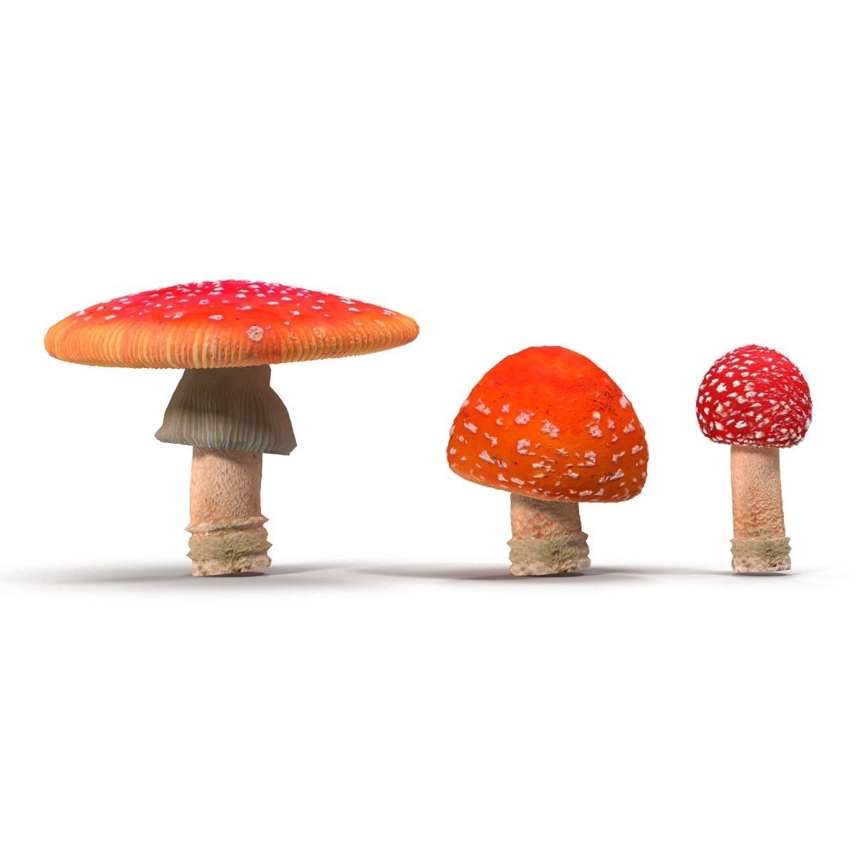 Amanita group of mushrooms Low-poly 3D model_6