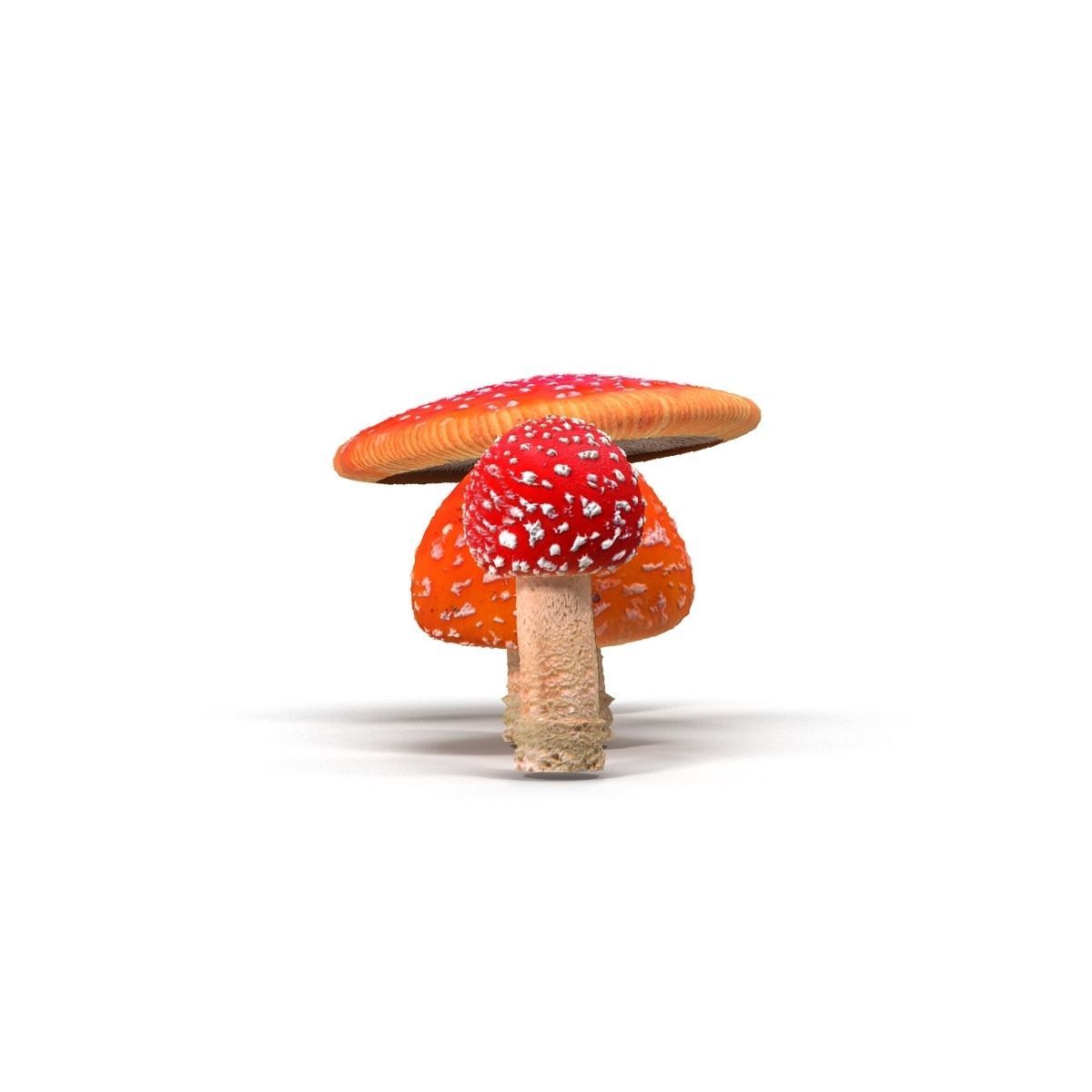 Amanita group of mushrooms Low-poly 3D model_7