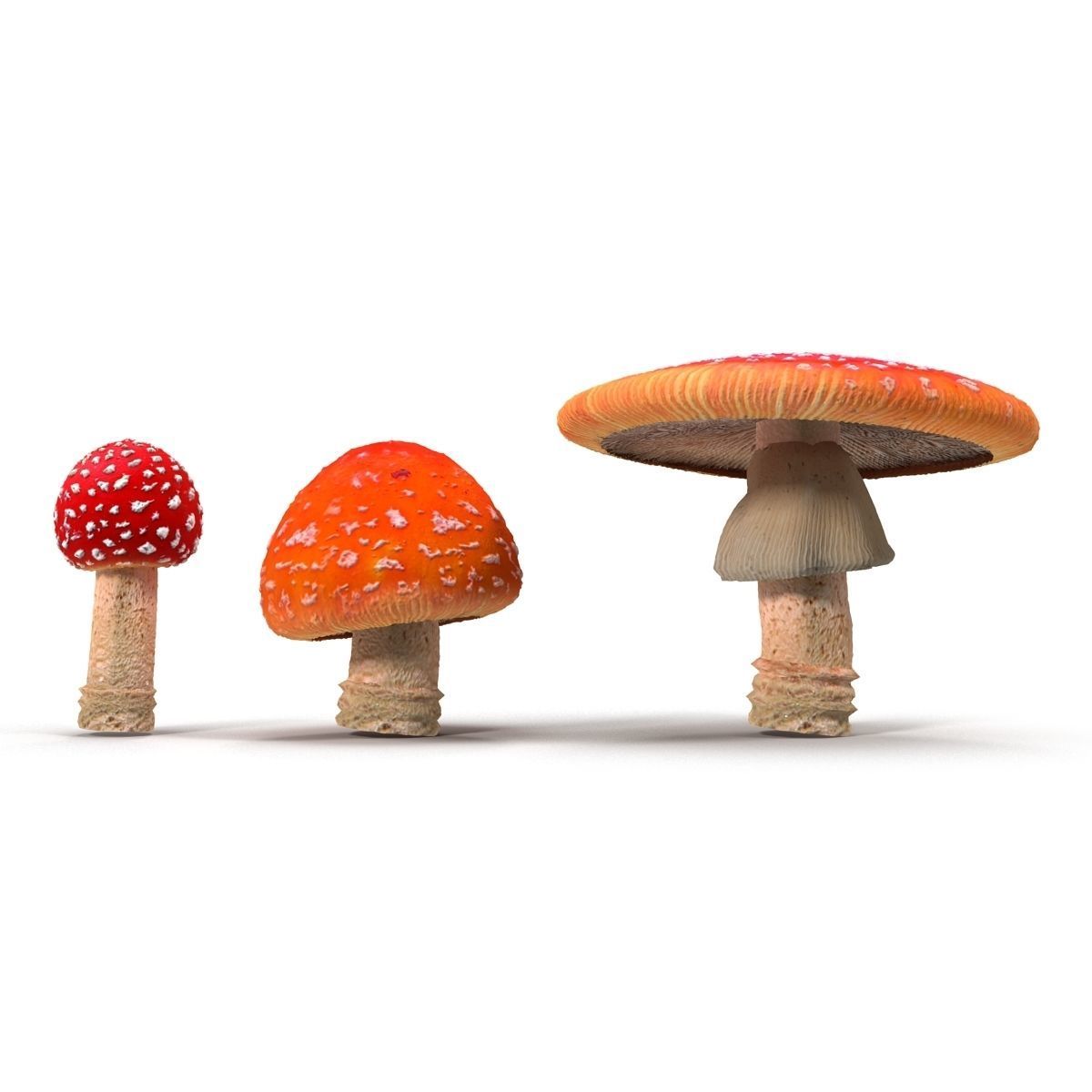 Amanita group of mushrooms Low-poly 3D model_3
