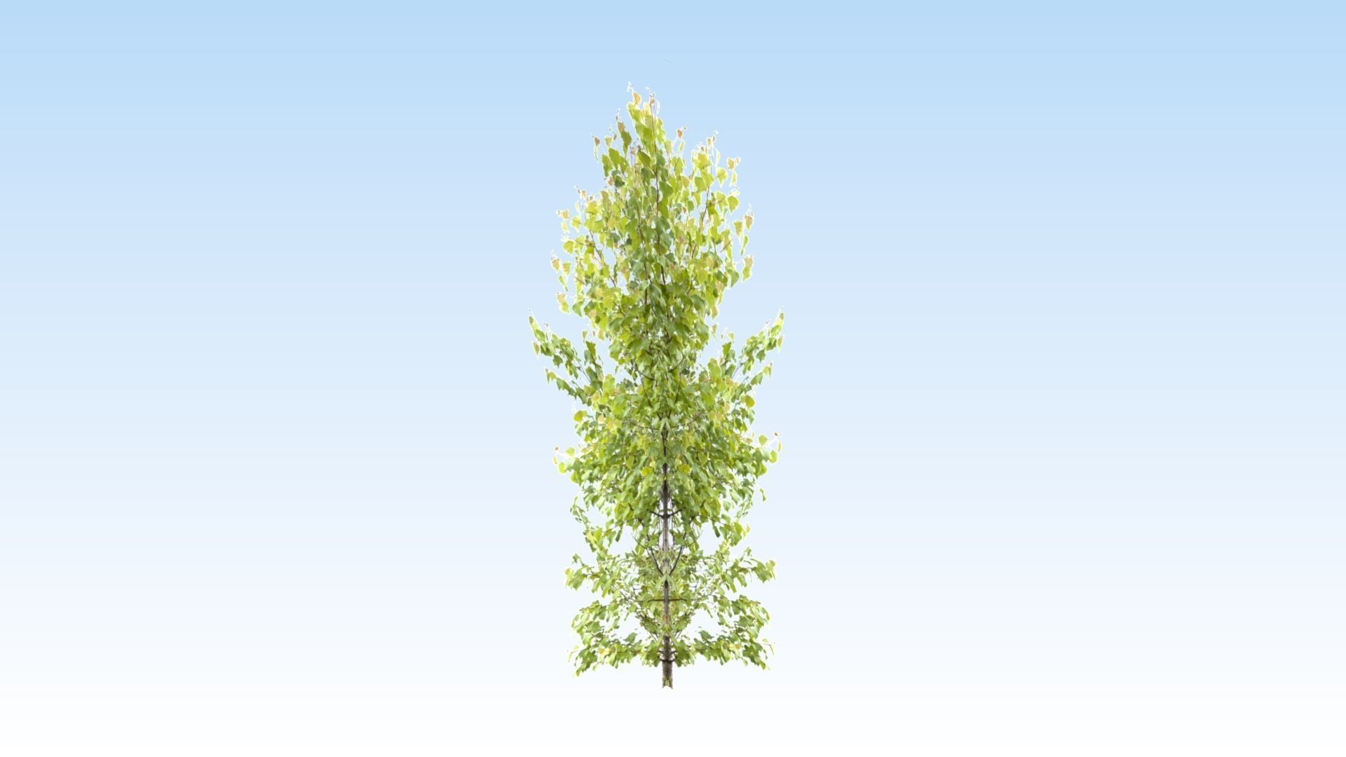 Extra lowpoly trees set Free low-poly 3D model_5