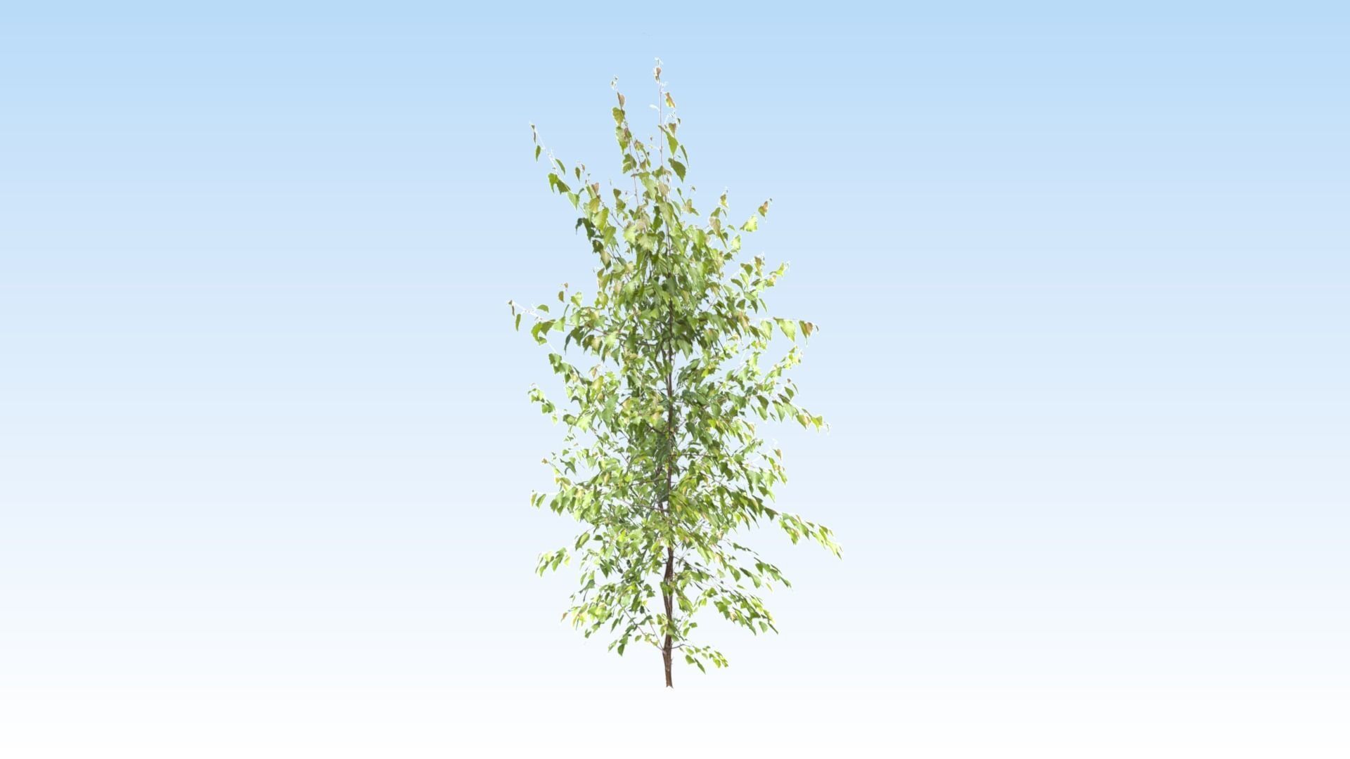 Extra lowpoly trees set Free low-poly 3D model_6