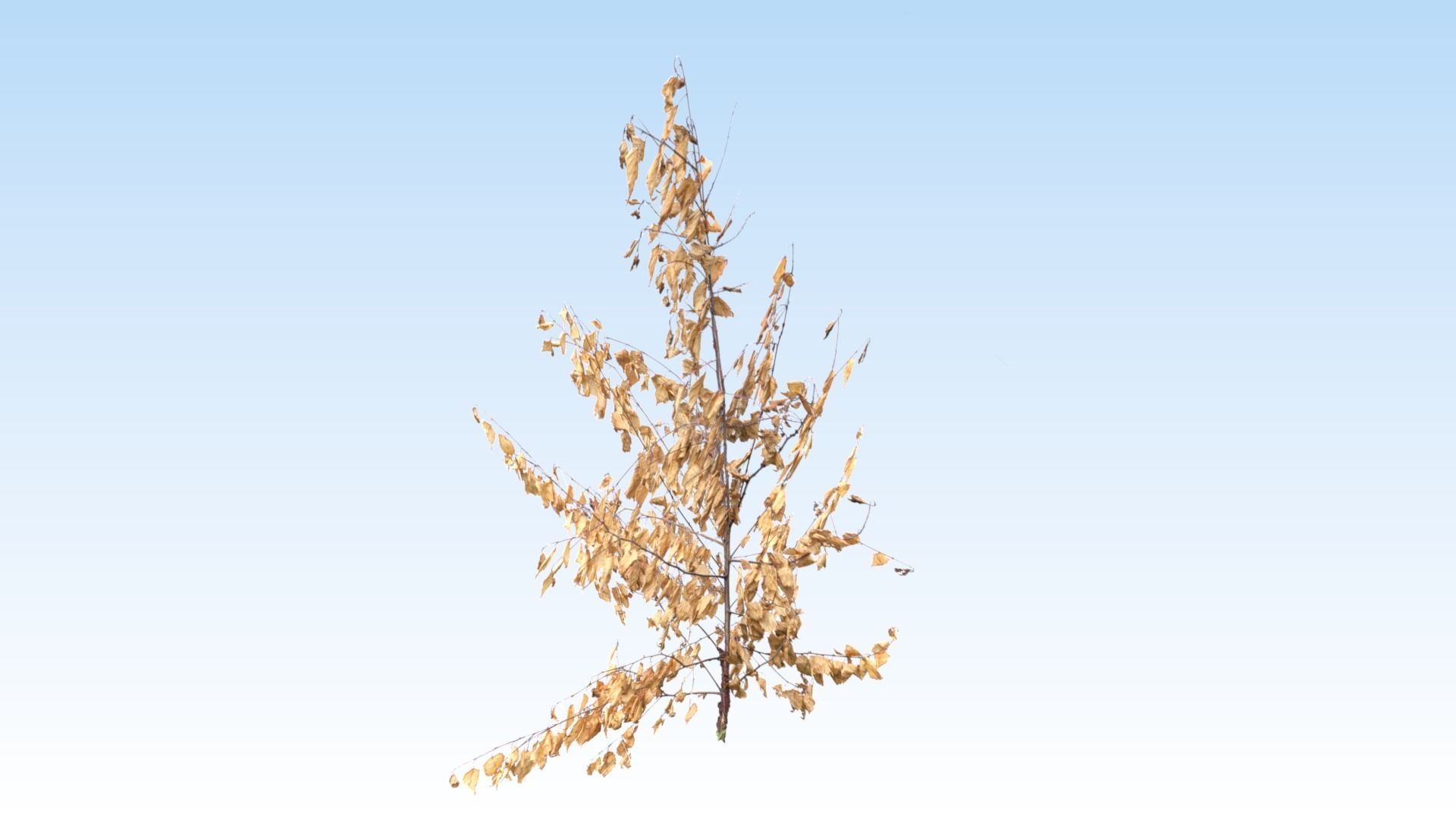 Extra lowpoly trees set Free low-poly 3D model_3