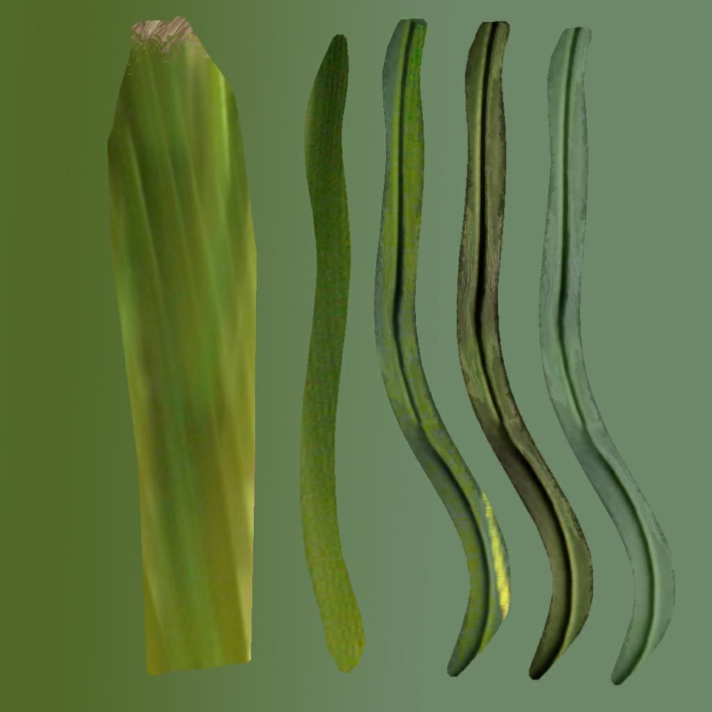 Grass Tropilo Free 3D model_1