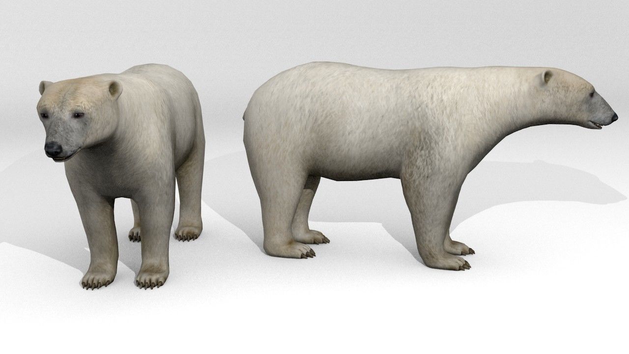 Polar Bear Low-poly 3D model_2