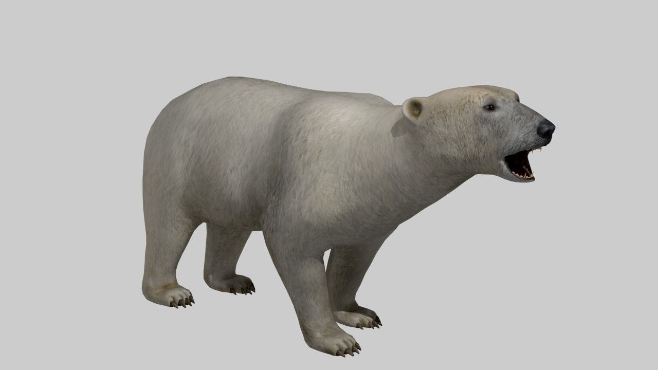 Polar Bear Low-poly 3D model_1
