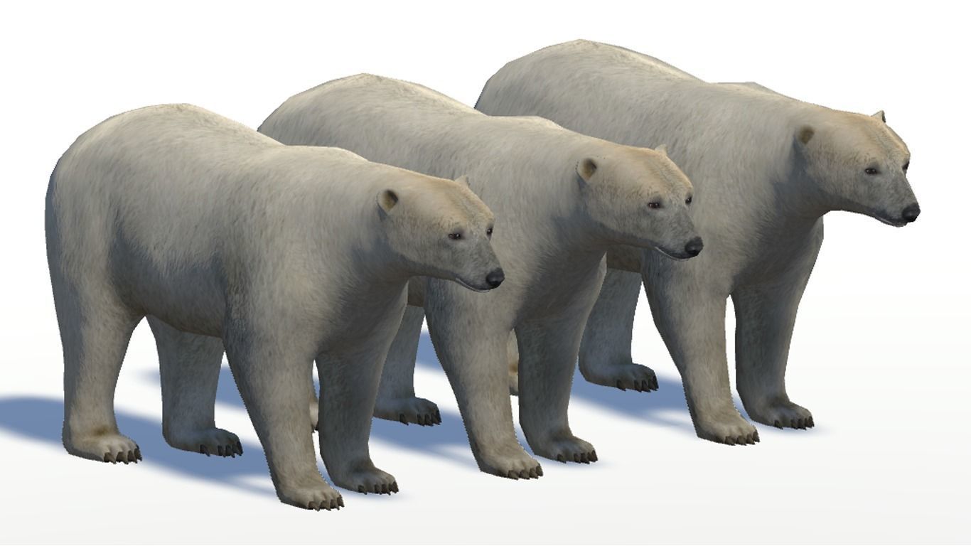 Polar Bear Low-poly 3D model_5