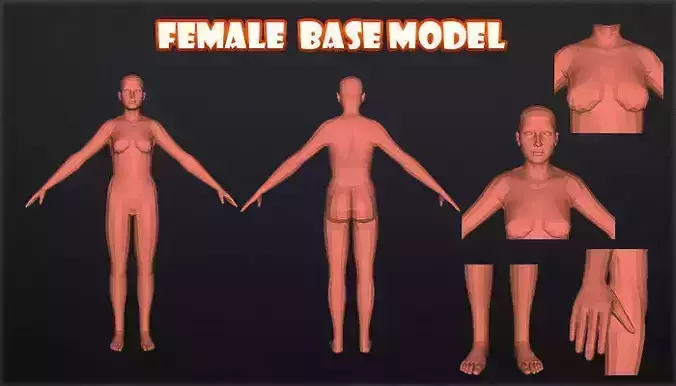female base model 3D model