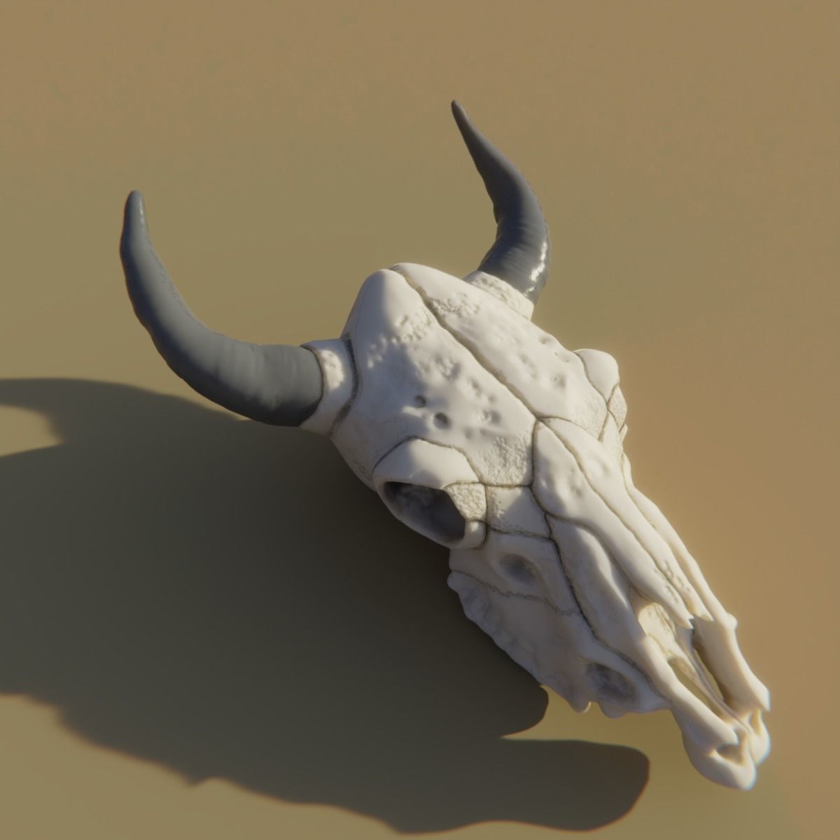 Cow Skull 3D model_1
