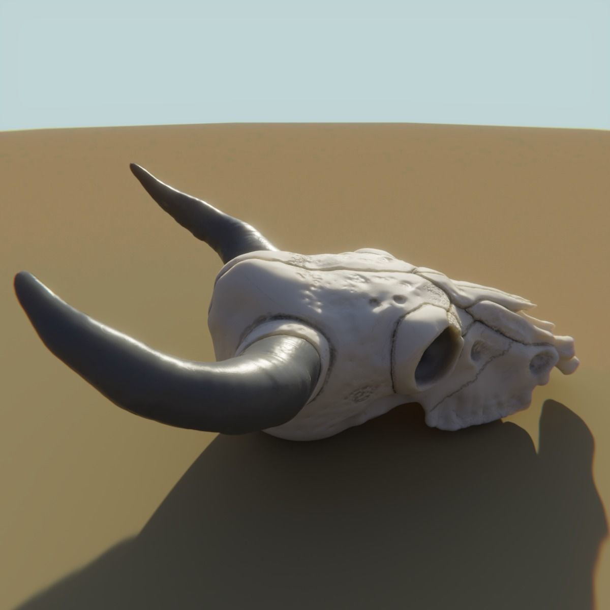 Cow Skull 3D model_4