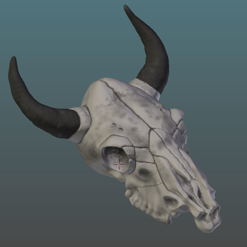 Cow Skull 3D model_5